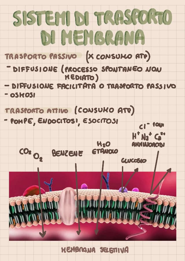 Know Sistemi di trasporto di membrana thumbnail