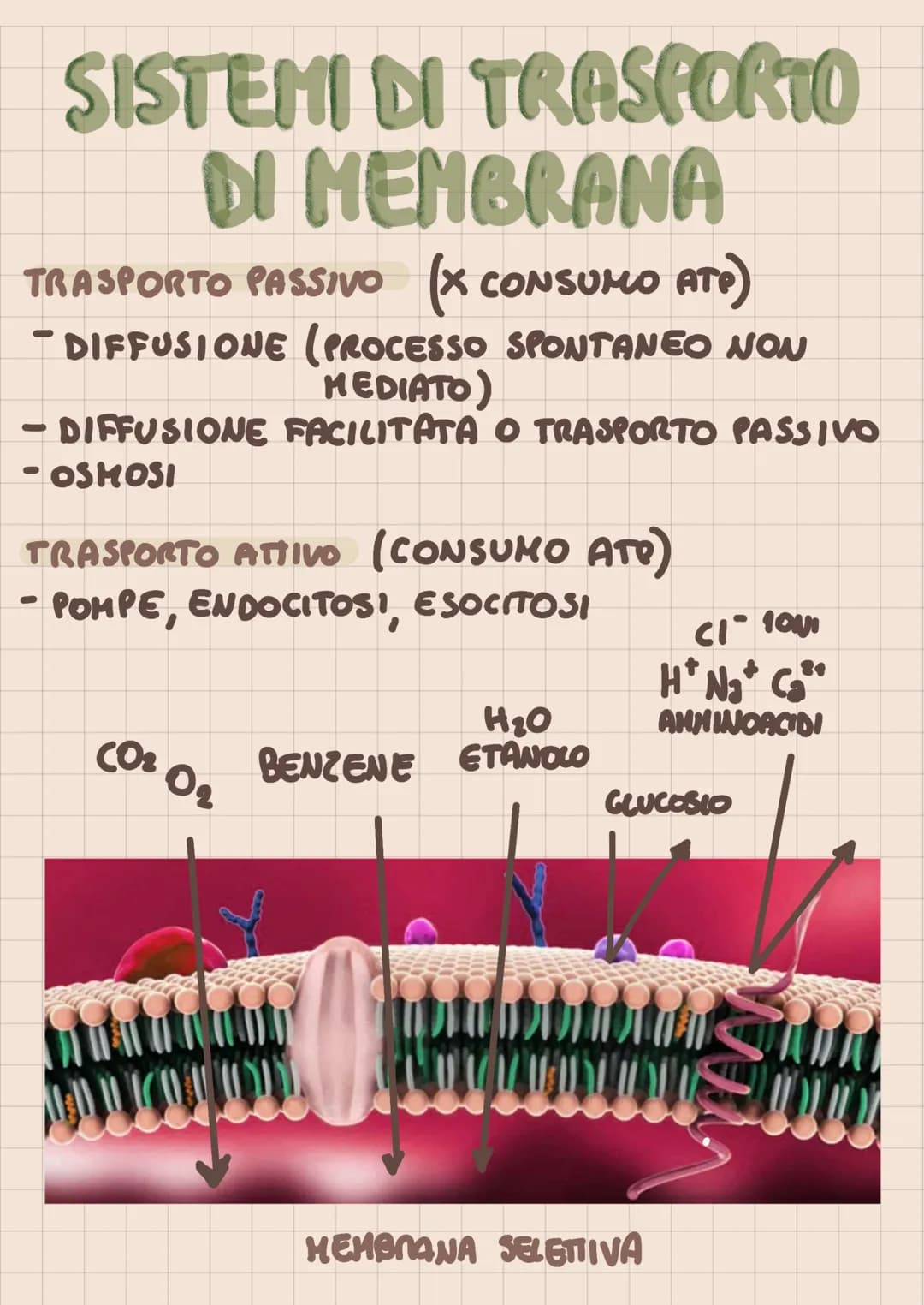 SISTEMI DI TRASPORTO
DI MEMBRANA
TRASPORTO PASSIVO (X CONSUMO ATP)
DIFFUSIONE (PROCESSO SPONTANEO NON
MEDIATO)
- DIFFUSIONE FACILITATA O TRA