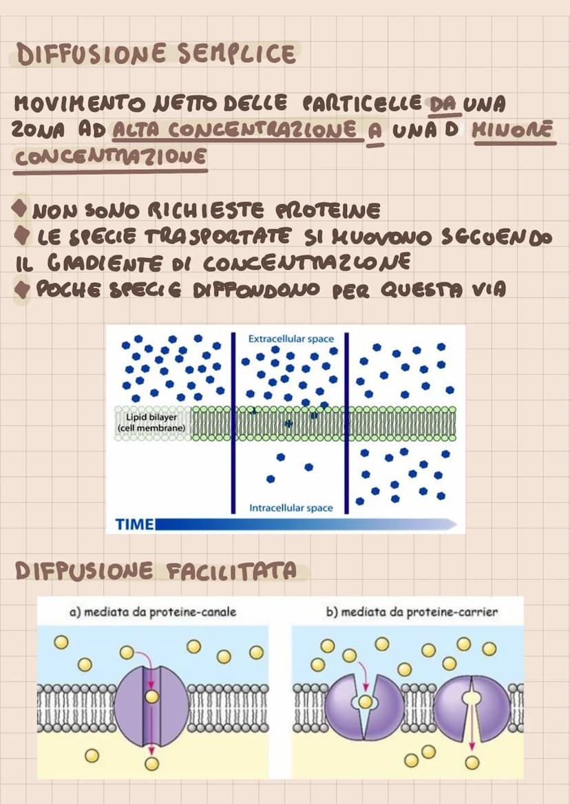 SISTEMI DI TRASPORTO
DI MEMBRANA
TRASPORTO PASSIVO (X CONSUMO ATP)
DIFFUSIONE (PROCESSO SPONTANEO NON
MEDIATO)
- DIFFUSIONE FACILITATA O TRA