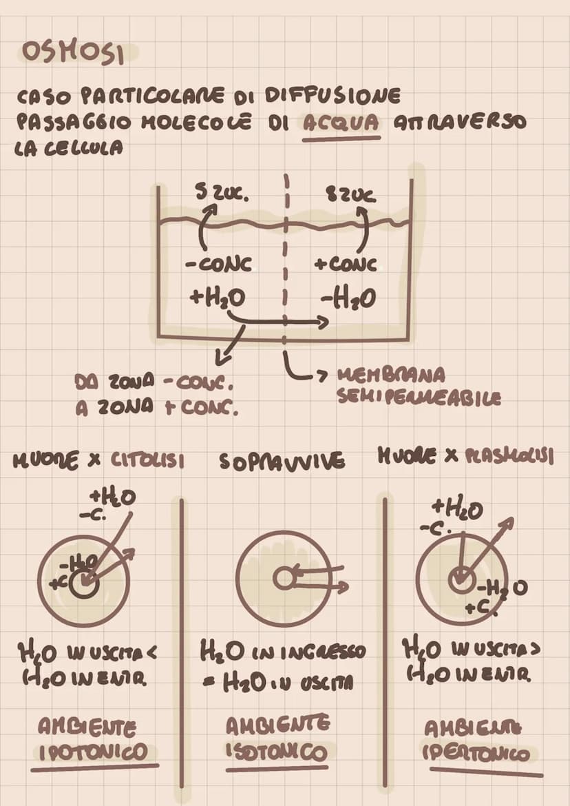 SISTEMI DI TRASPORTO
DI MEMBRANA
TRASPORTO PASSIVO (X CONSUMO ATP)
DIFFUSIONE (PROCESSO SPONTANEO NON
MEDIATO)
- DIFFUSIONE FACILITATA O TRA
