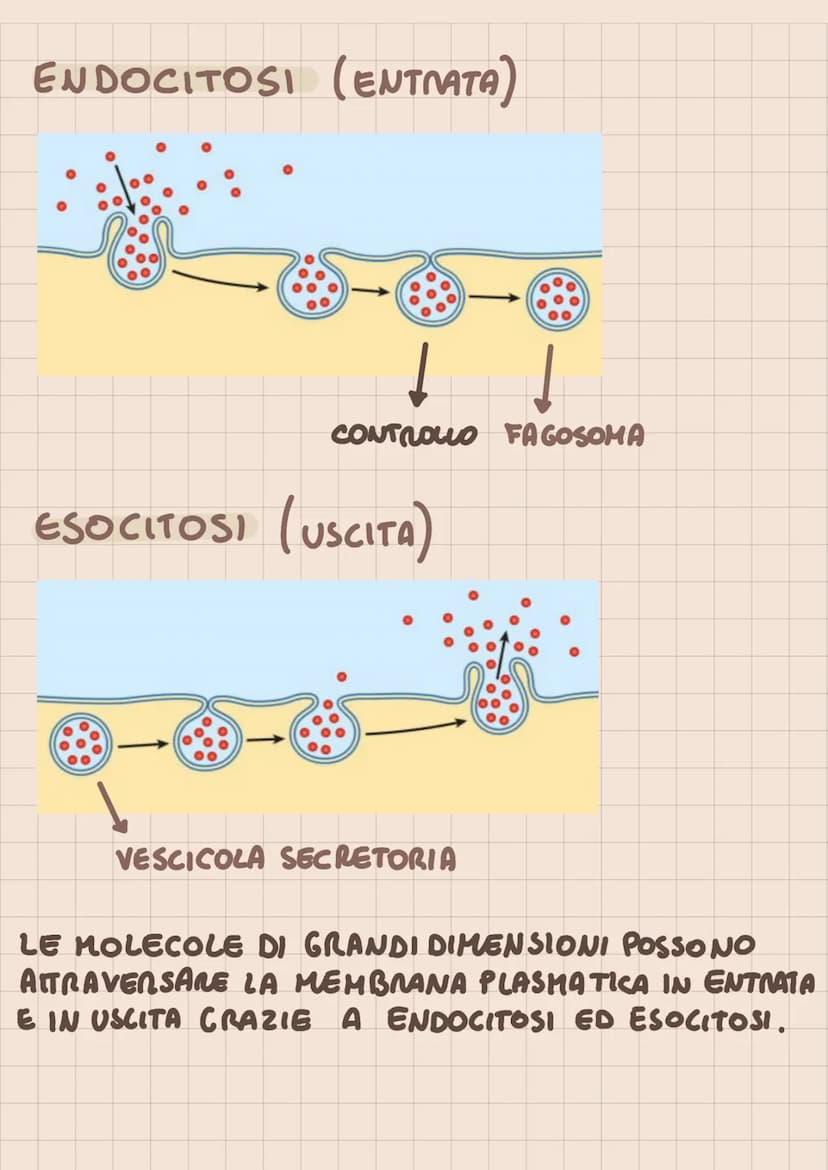 SISTEMI DI TRASPORTO
DI MEMBRANA
TRASPORTO PASSIVO (X CONSUMO ATP)
DIFFUSIONE (PROCESSO SPONTANEO NON
MEDIATO)
- DIFFUSIONE FACILITATA O TRA