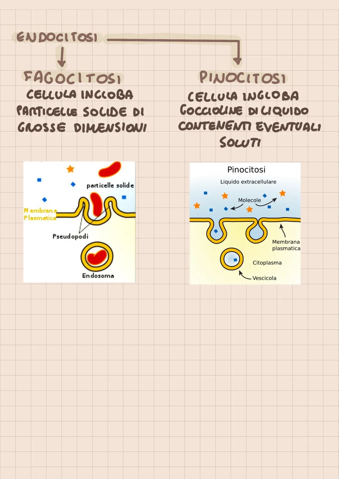 SISTEMI DI TRASPORTO
DI MEMBRANA
TRASPORTO PASSIVO (X CONSUMO ATP)
DIFFUSIONE (PROCESSO SPONTANEO NON
MEDIATO)
- DIFFUSIONE FACILITATA O TRA