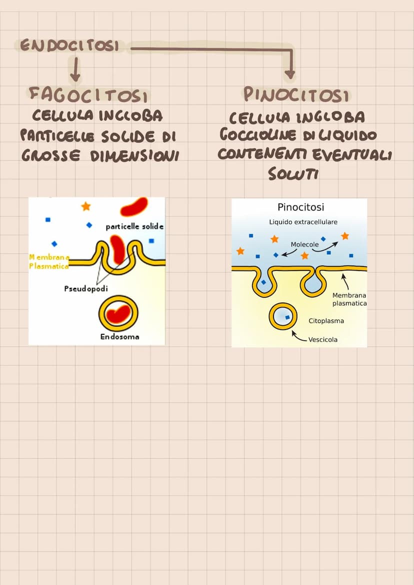 SISTEMI DI TRASPORTO
DI MEMBRANA
TRASPORTO PASSIVO (X CONSUMO ATP)
DIFFUSIONE (PROCESSO SPONTANEO NON
MEDIATO)
- DIFFUSIONE FACILITATA O TRA