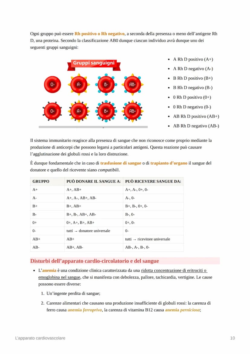 L'apparato cardiovascolare
L'apparato cardiovascolare è costituito da una pompa muscolare, il cuore, e una serie di vasi
sanguigni, che perm