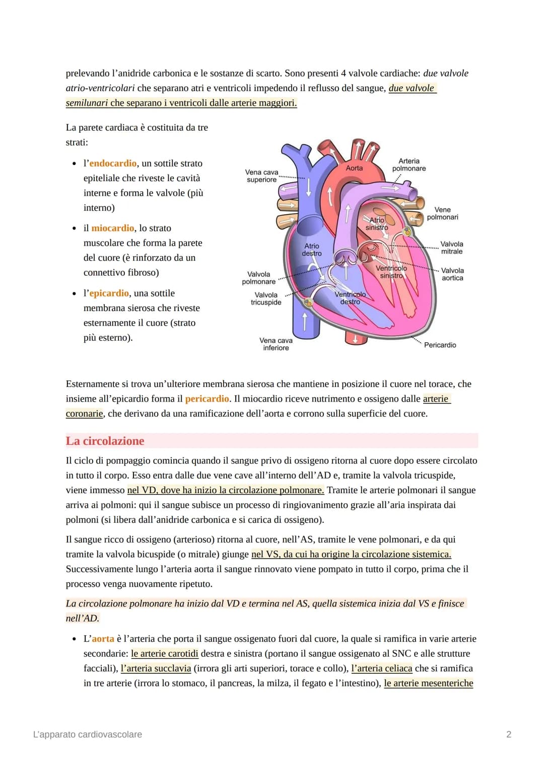 L'apparato cardiovascolare
L'apparato cardiovascolare è costituito da una pompa muscolare, il cuore, e una serie di vasi
sanguigni, che perm