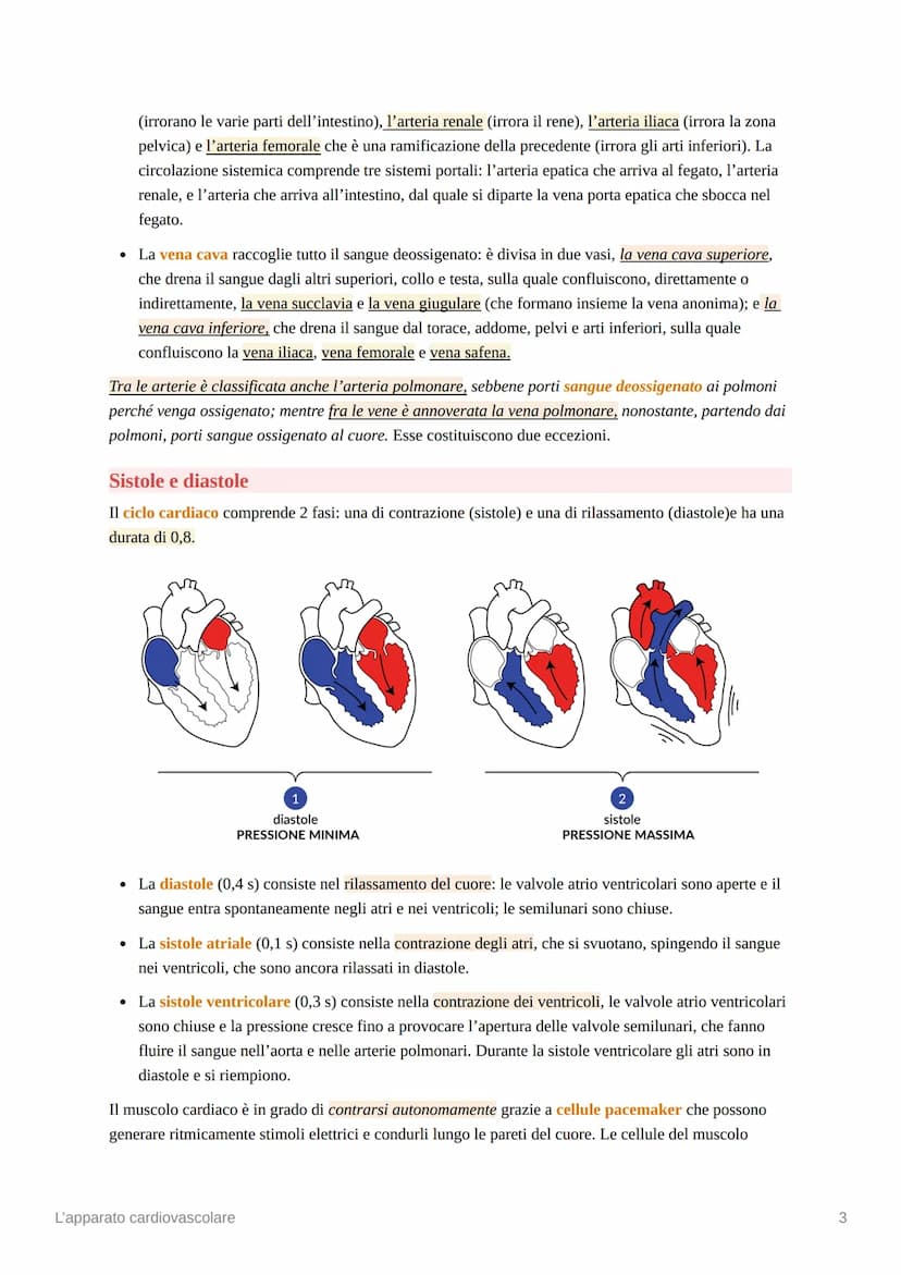 L'apparato cardiovascolare
L'apparato cardiovascolare è costituito da una pompa muscolare, il cuore, e una serie di vasi
sanguigni, che perm