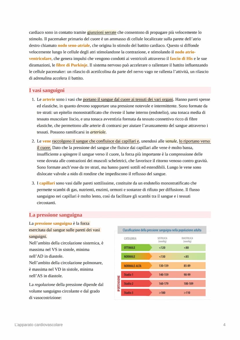L'apparato cardiovascolare
L'apparato cardiovascolare è costituito da una pompa muscolare, il cuore, e una serie di vasi
sanguigni, che perm