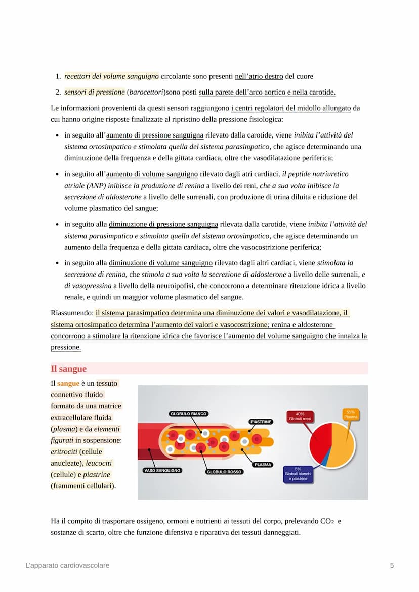 L'apparato cardiovascolare
L'apparato cardiovascolare è costituito da una pompa muscolare, il cuore, e una serie di vasi
sanguigni, che perm