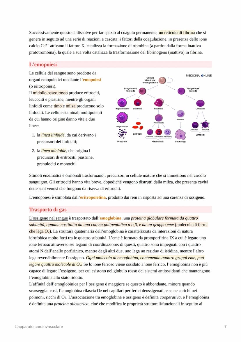 L'apparato cardiovascolare
L'apparato cardiovascolare è costituito da una pompa muscolare, il cuore, e una serie di vasi
sanguigni, che perm