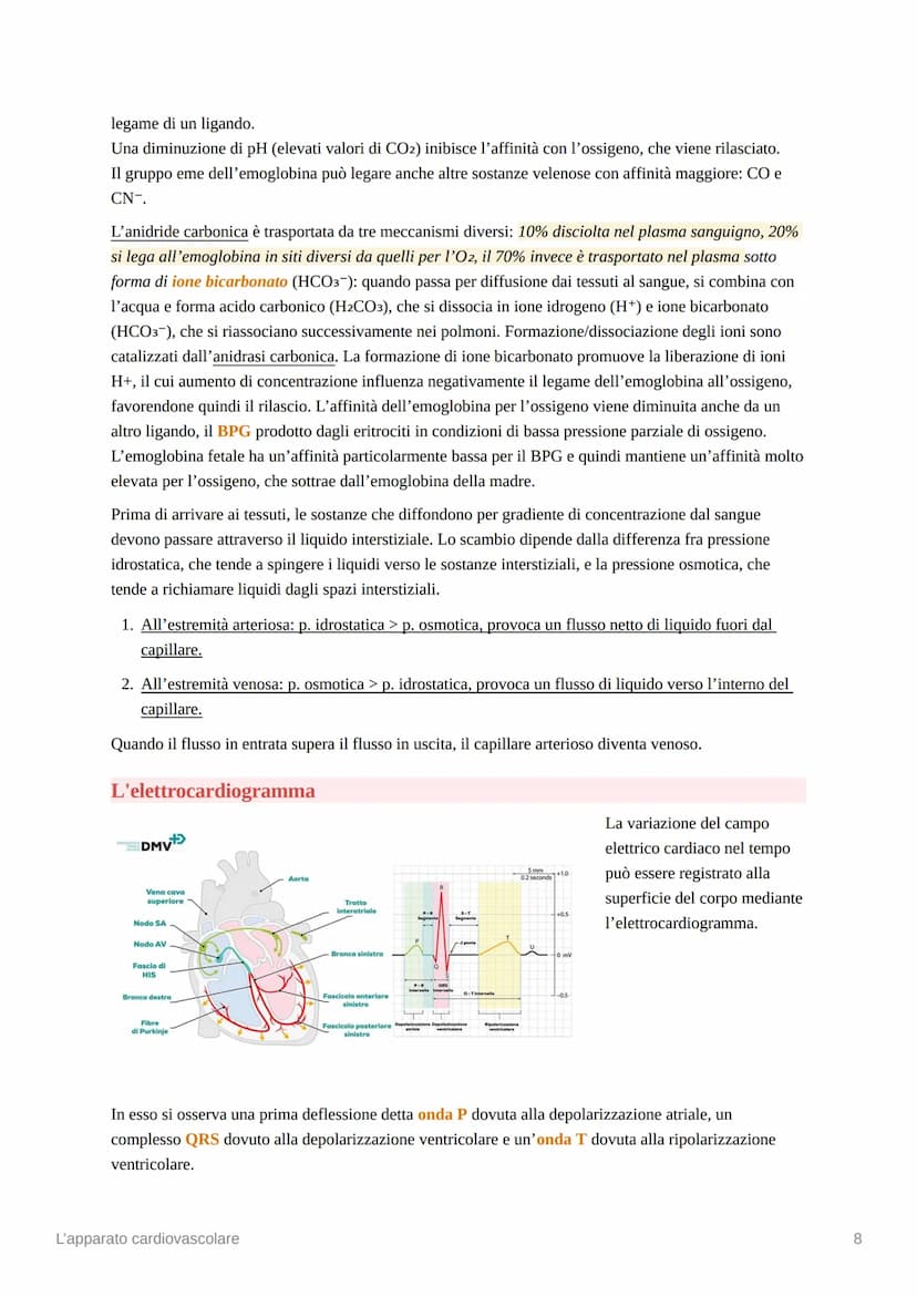 L'apparato cardiovascolare
L'apparato cardiovascolare è costituito da una pompa muscolare, il cuore, e una serie di vasi
sanguigni, che perm