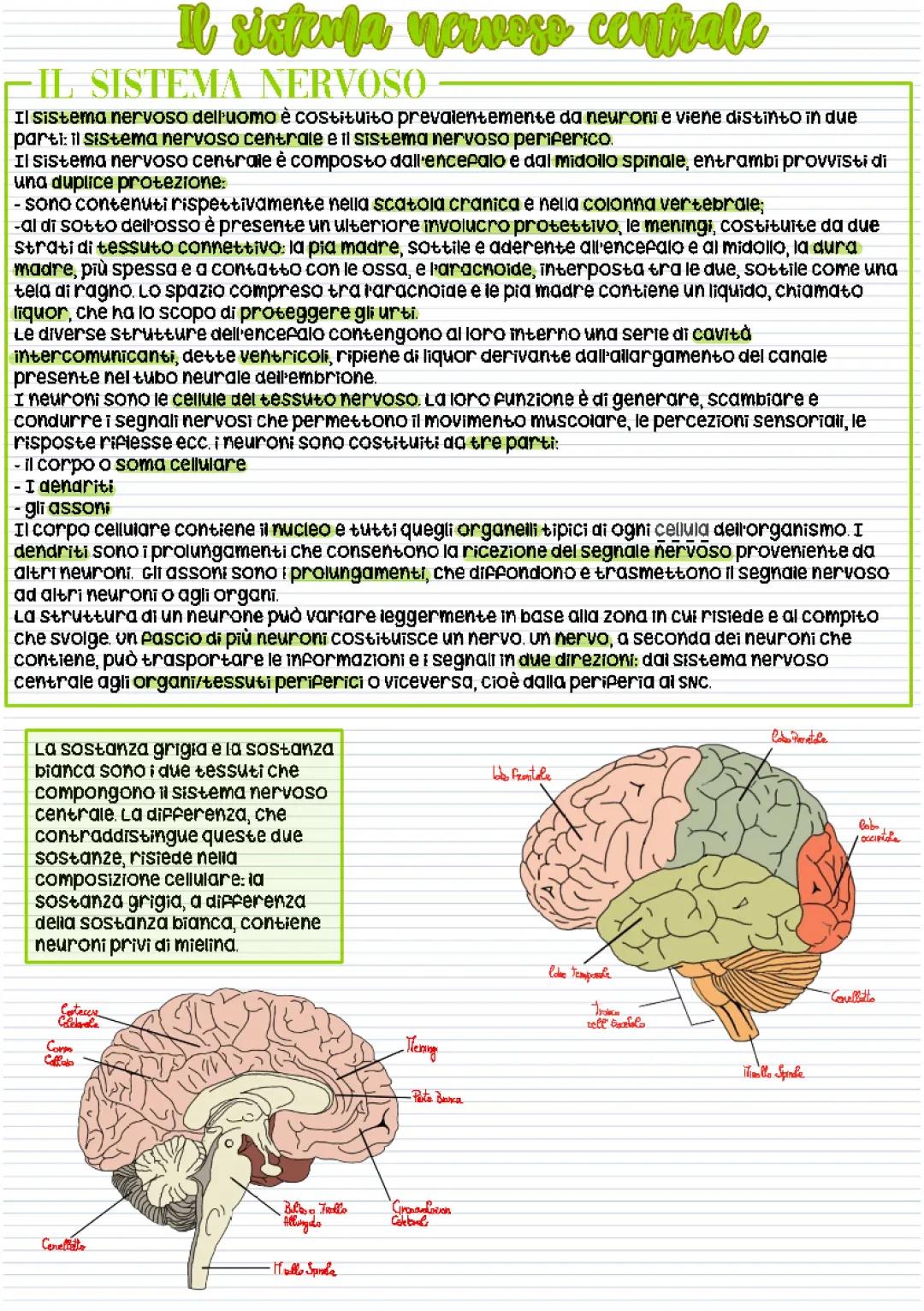 Scopri il Sistema Nervoso Centrale: Riassunto e Schema Facile