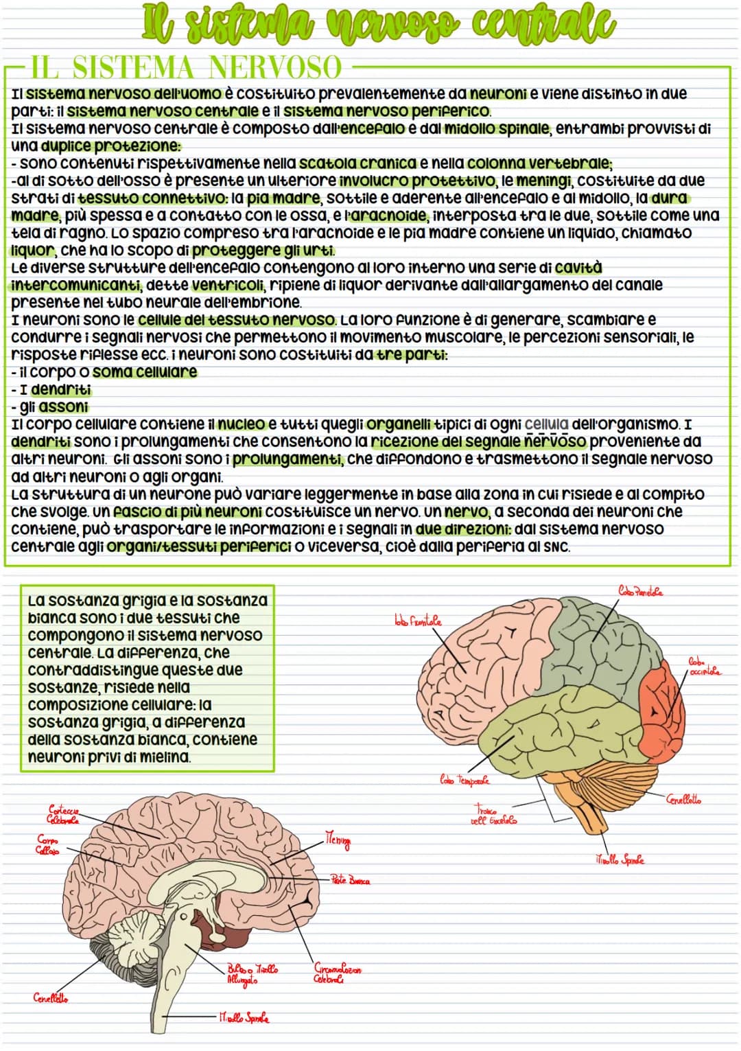 IL SISTEMA NERVOSO
Il Sistema nervoso dell'uomo è costituito prevalentemente da neuroni e viene distinto in due
parti: il sistema nervoso ce