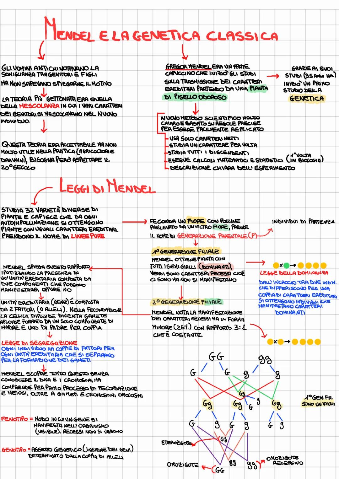 Riassunto Facile delle Leggi di Mendel e Esercizi con il Quadrato di Punnett