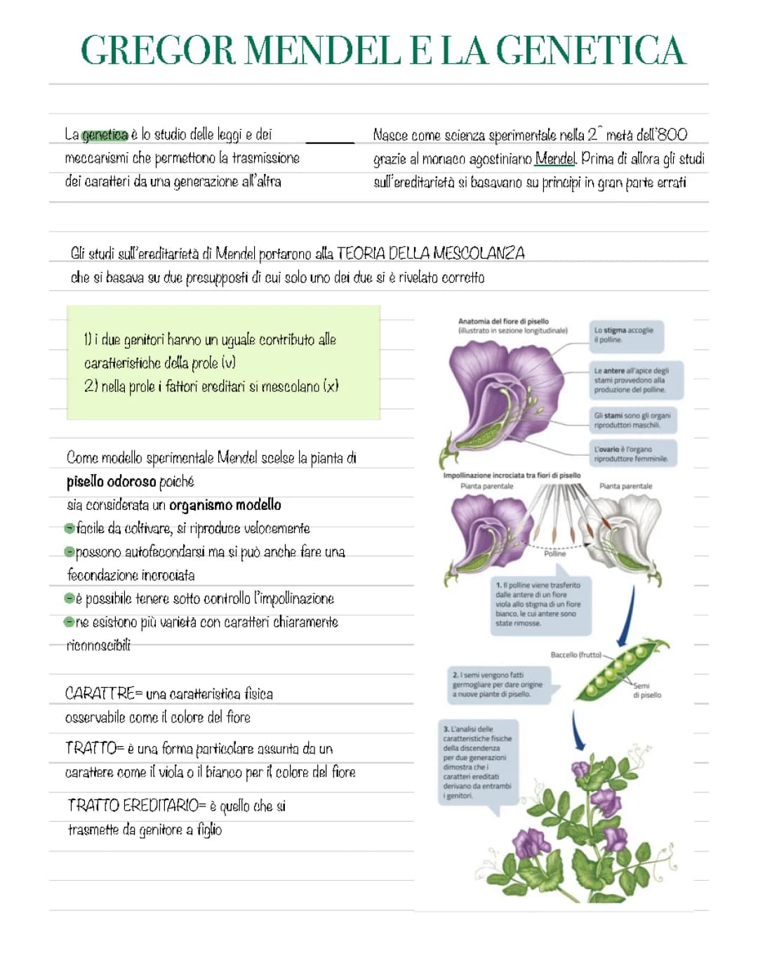 Gregor Mendel e la Genetica: Scopri le Leggi di Mendel