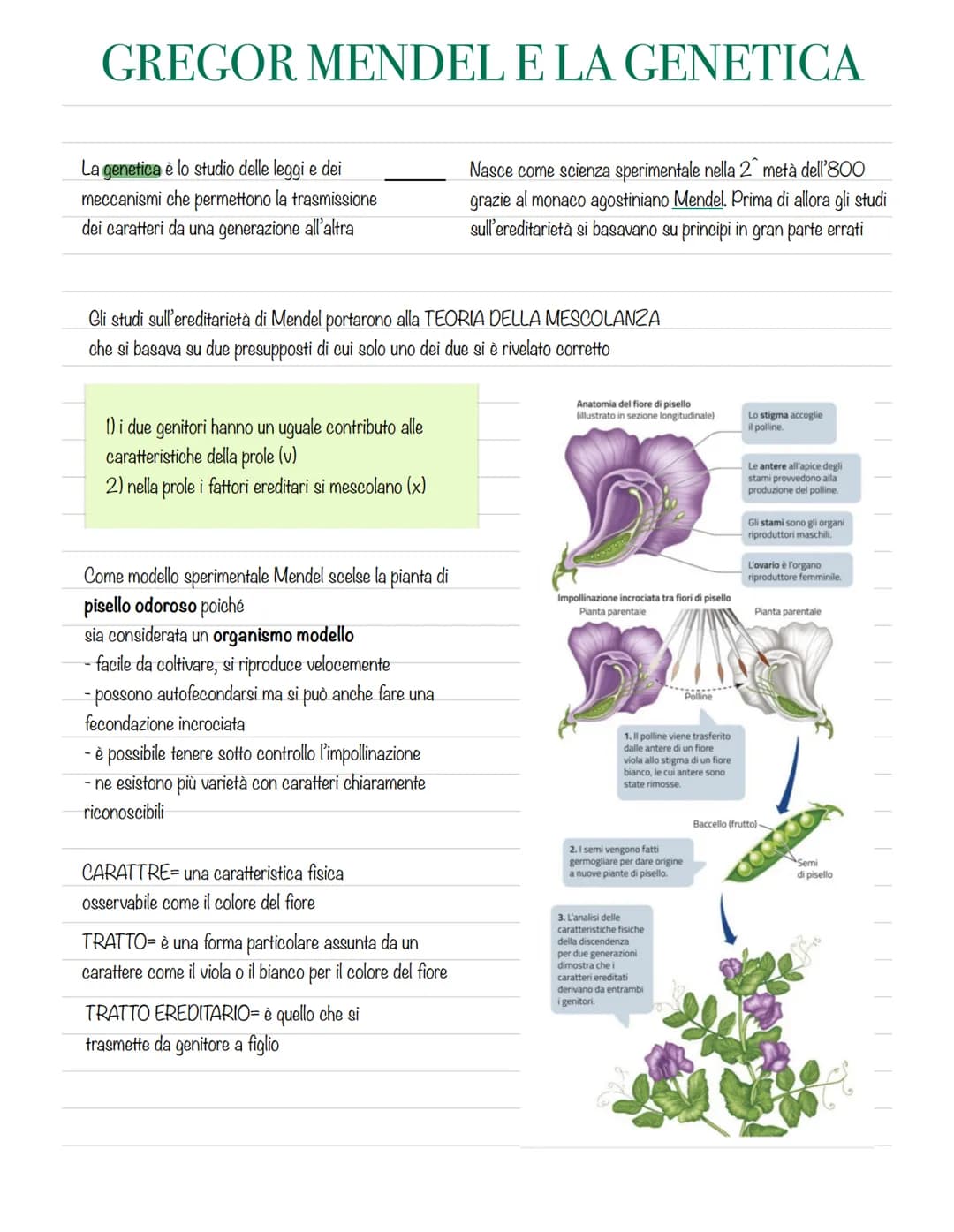 GREGOR MENDEL E LA GENETICA
La genetica è lo studio delle leggi e dei
meccanismi che permettono la trasmissione
dei caratteri da una generaz