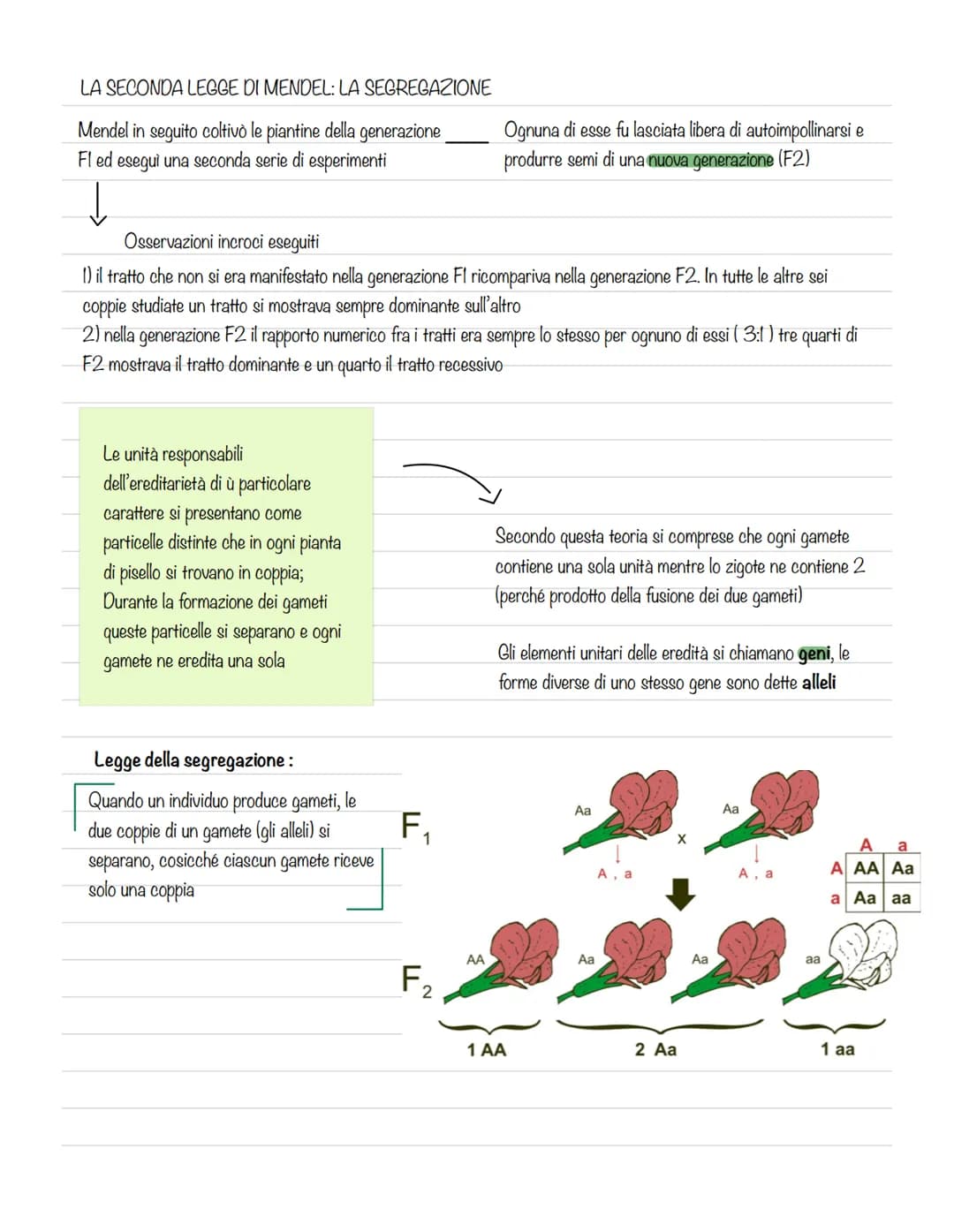 GREGOR MENDEL E LA GENETICA
La genetica è lo studio delle leggi e dei
meccanismi che permettono la trasmissione
dei caratteri da una generaz