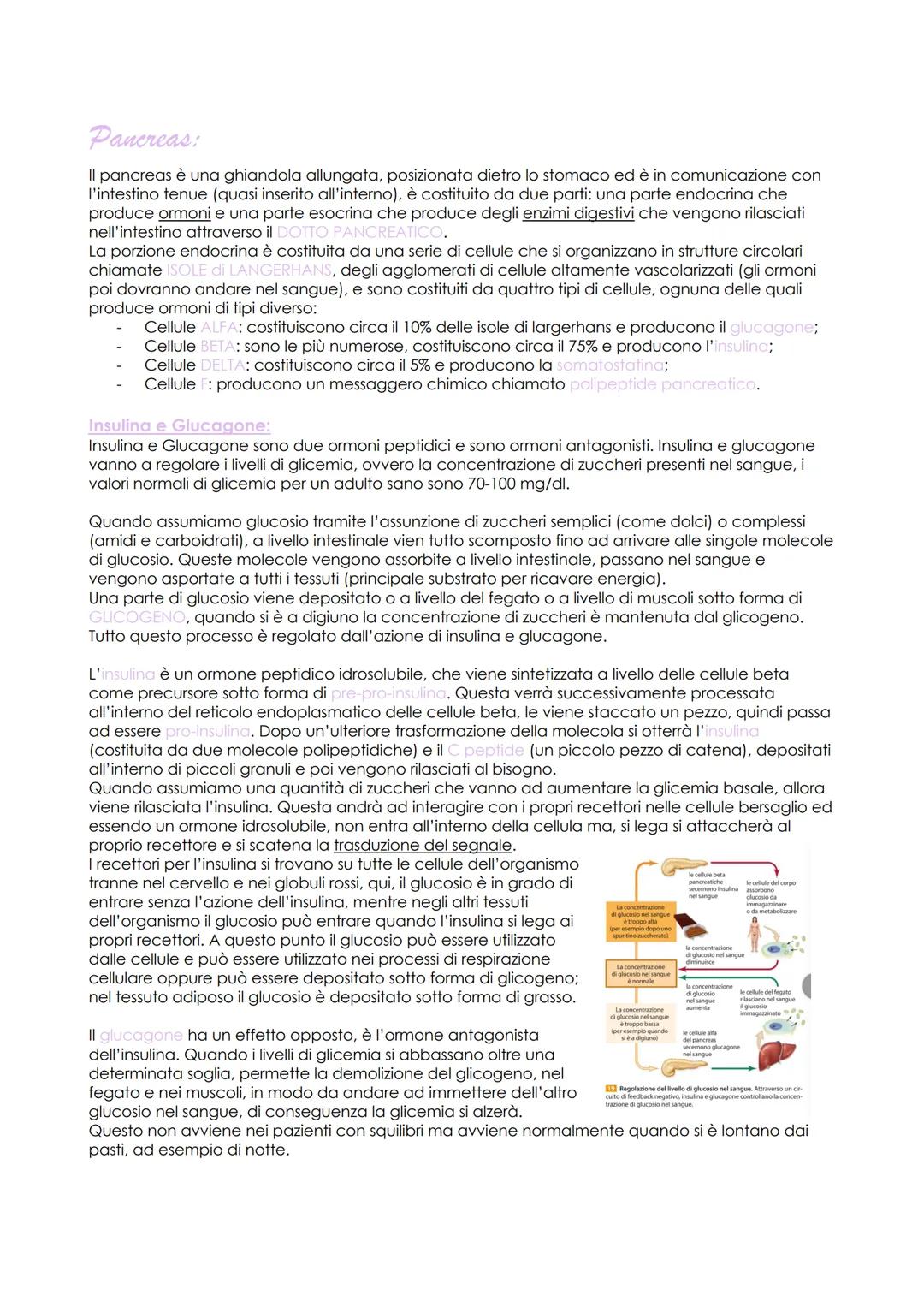 # Sistema Endocrino

Il sistema endocrino è costituito da una serie di organi che vengono chiamati GHIANDOLE che
collaborano con il sistema 