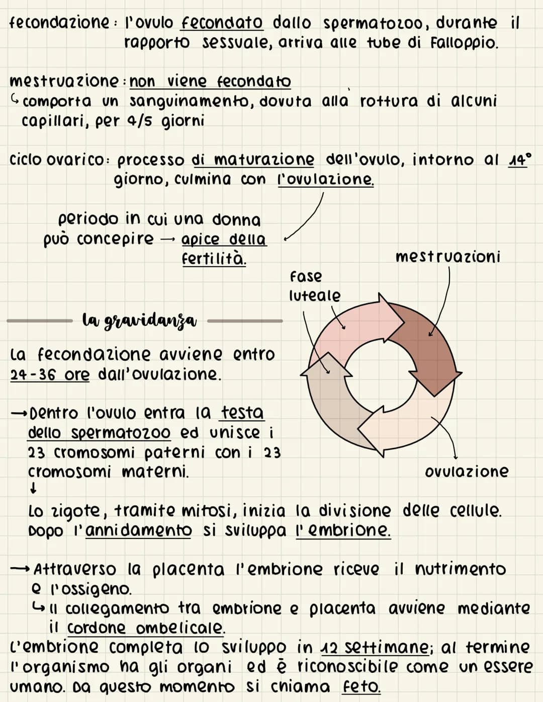 Ovipari, Ovovivipari e Vivipari: Scopri le Differenze e il Ciclo Mestruale