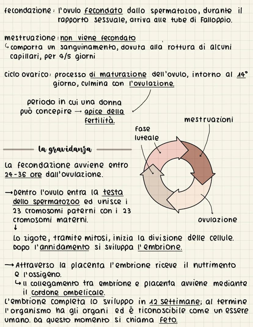 la
riproduzione
ovipari fanno le uova, si schiudono all'esterno
->
ovovivipari fanno le uova che si schiudono all'interno della madre
vivipa
