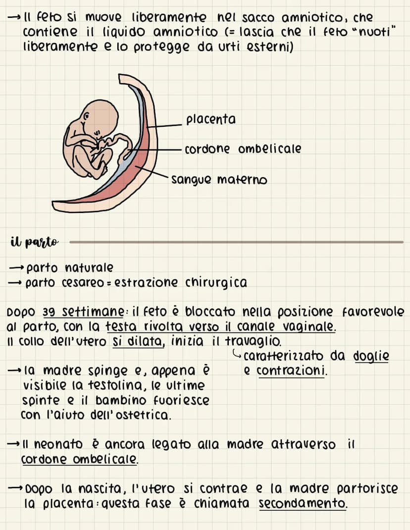la
riproduzione
ovipari fanno le uova, si schiudono all'esterno
->
ovovivipari fanno le uova che si schiudono all'interno della madre
vivipa