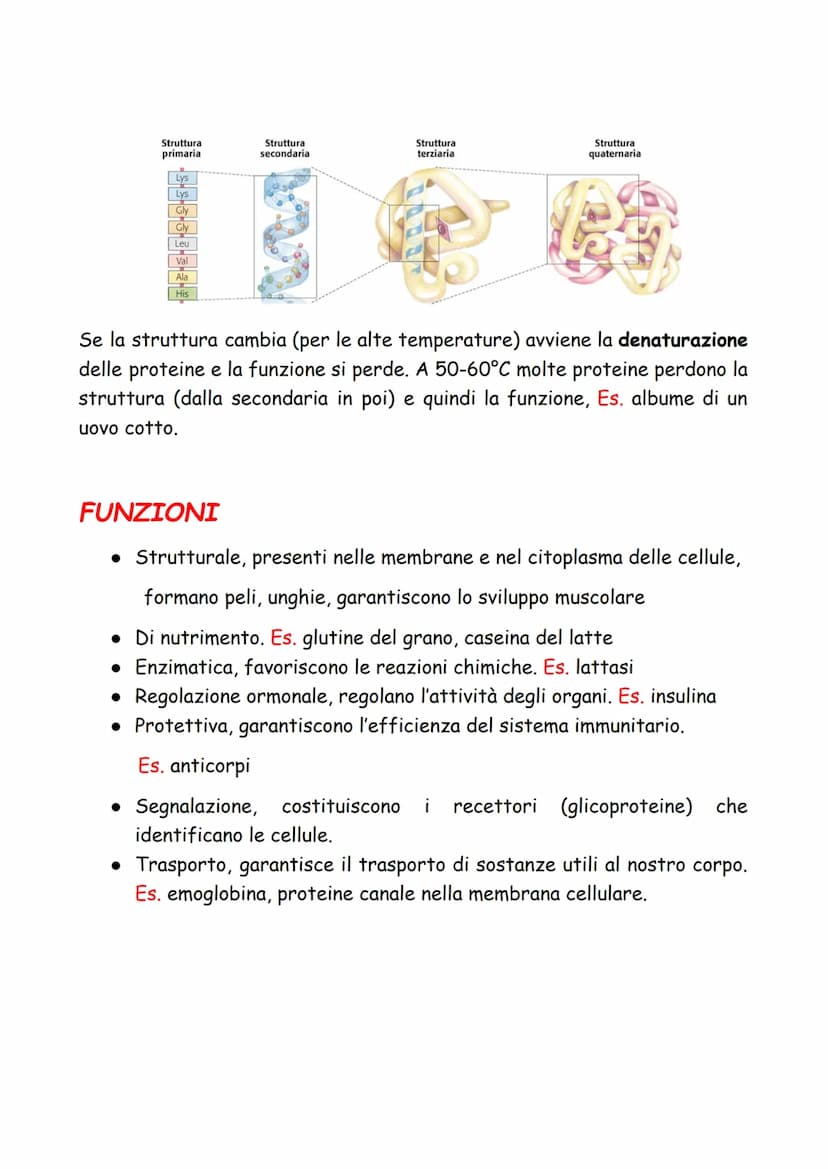 LE PROTEINE
Le proteine sono macromolecole (polimeri) formate da più molecole
semplici (monomeri) dette amminoacidi costituiti da atomi di c