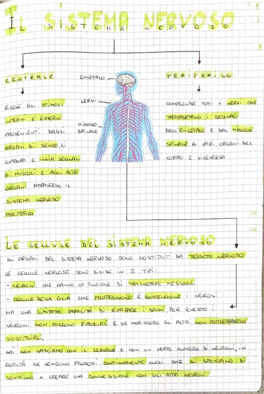 Scopri il Sistema Nervoso: Schema e Riassunto per Bambini