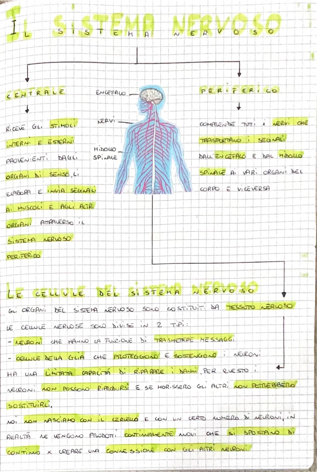 IL SISTEMA NERVOSO
CENTRALE
↓
RICEVE GLI STIMOLI
INTERNI
E ESTERNI
PROVENIENTI DAGLI
ORGANI
ORGANI DI SENSO, LI
ELABORA E INVIA SEGNALI
A MU