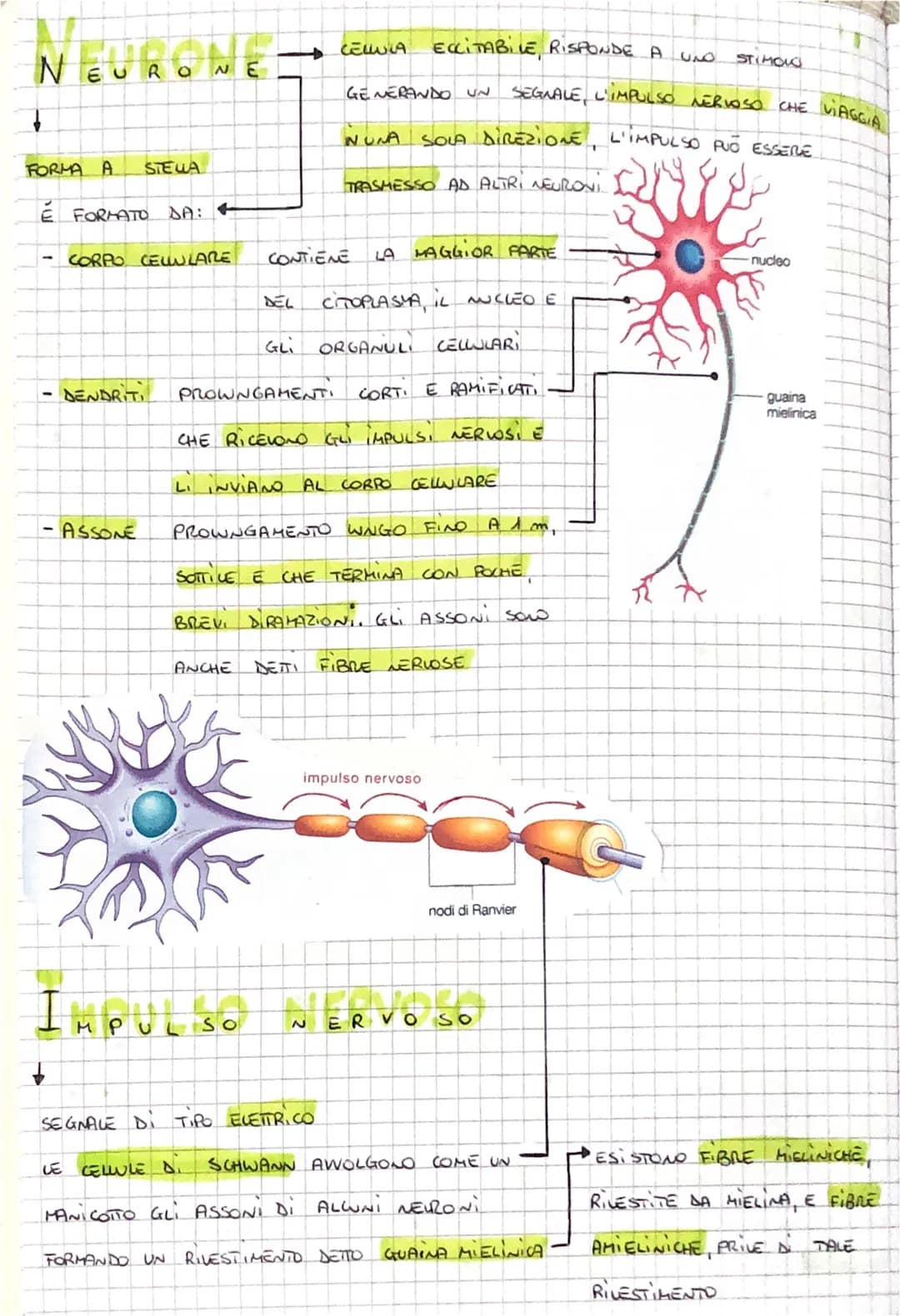 IL SISTEMA NERVOSO
CENTRALE
↓
RICEVE GLI STIMOLI
INTERNI
E ESTERNI
PROVENIENTI DAGLI
ORGANI
ORGANI DI SENSO, LI
ELABORA E INVIA SEGNALI
A MU
