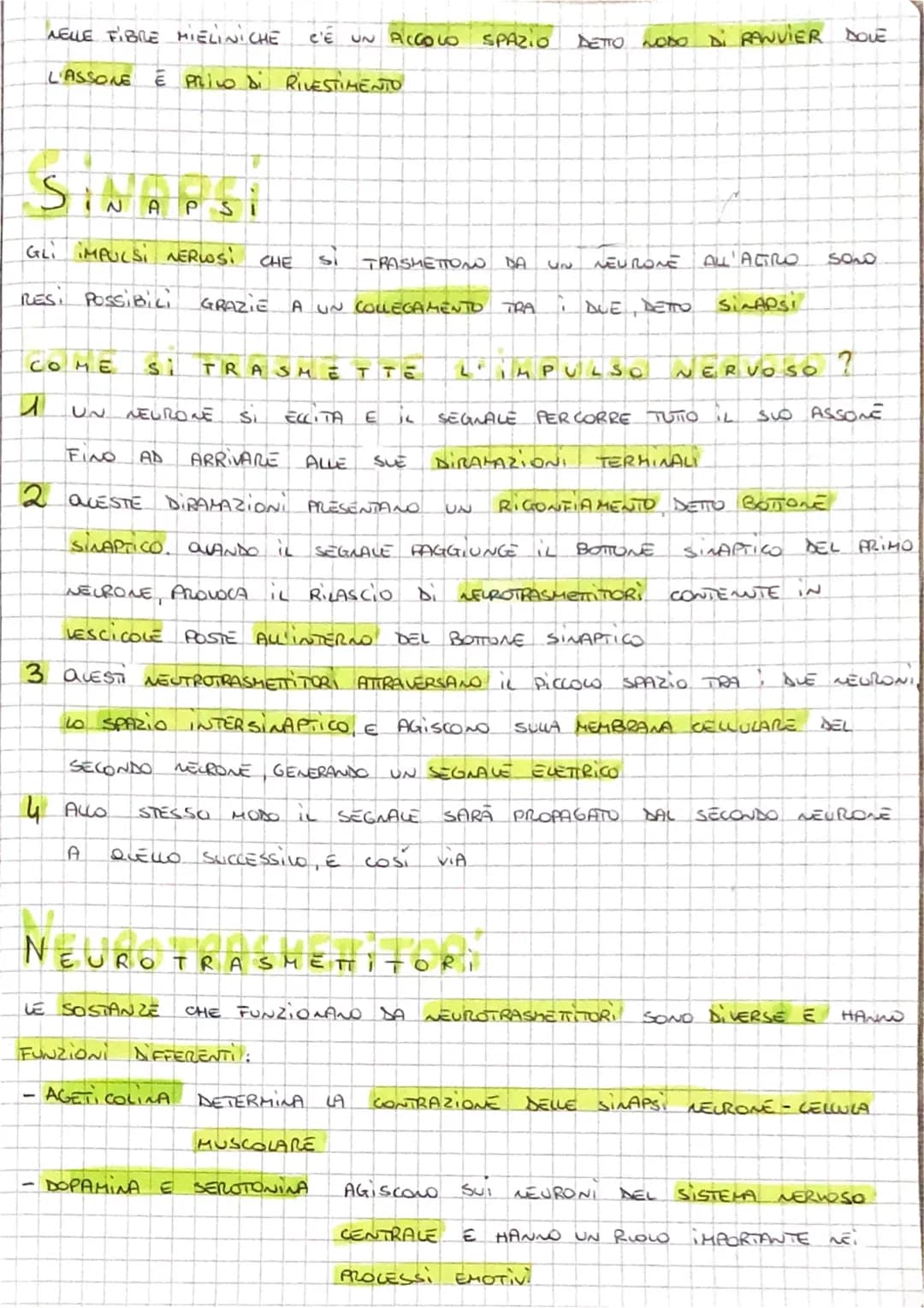 IL SISTEMA NERVOSO
CENTRALE
↓
RICEVE GLI STIMOLI
INTERNI
E ESTERNI
PROVENIENTI DAGLI
ORGANI
ORGANI DI SENSO, LI
ELABORA E INVIA SEGNALI
A MU