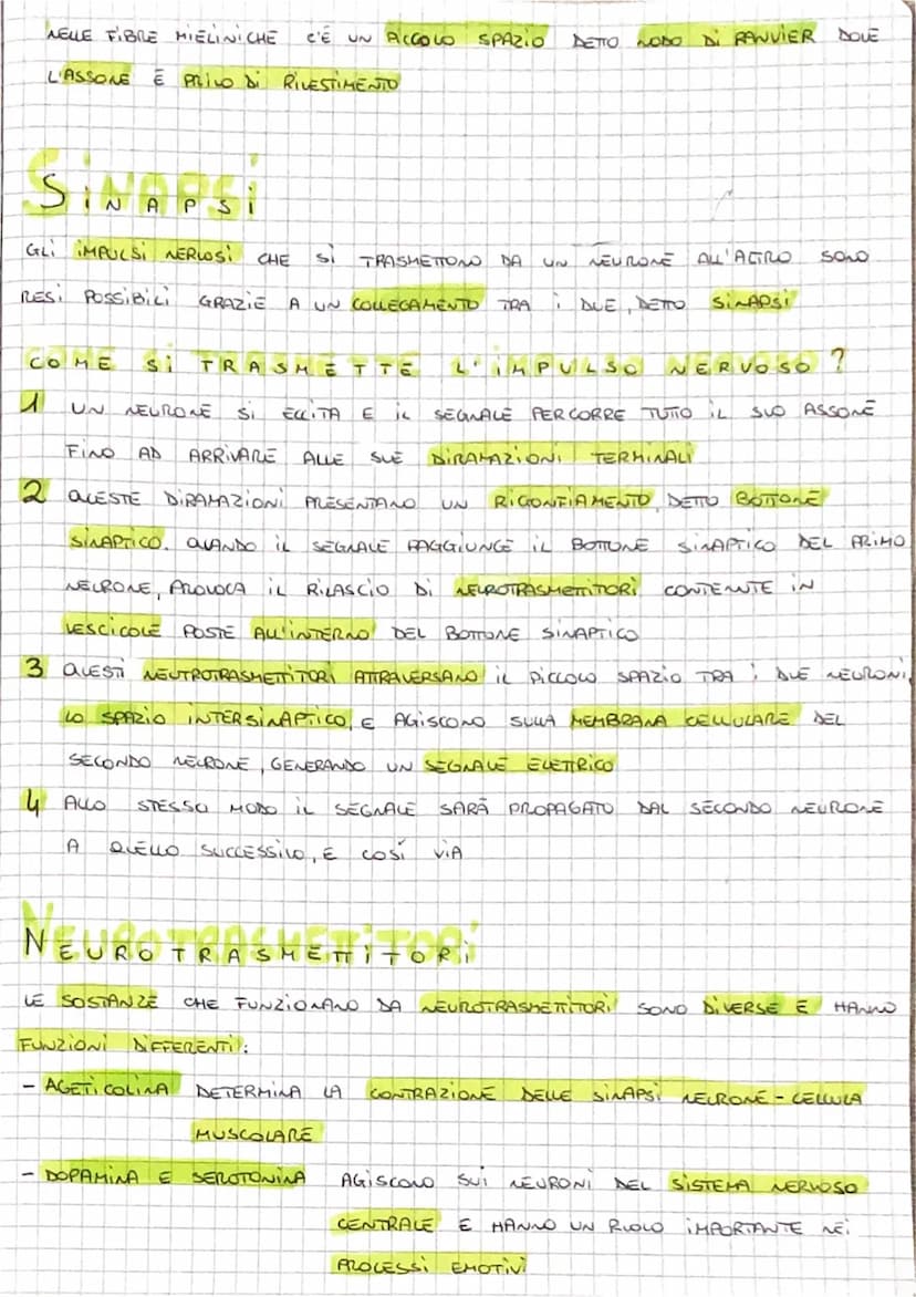 IL SISTEMA NERVOSO
CENTRALE
↓
RICEVE GLI STIMOLI
INTERNI
E ESTERNI
PROVENIENTI DAGLI
ORGANI
ORGANI DI SENSO, LI
ELABORA E INVIA SEGNALI
A MU