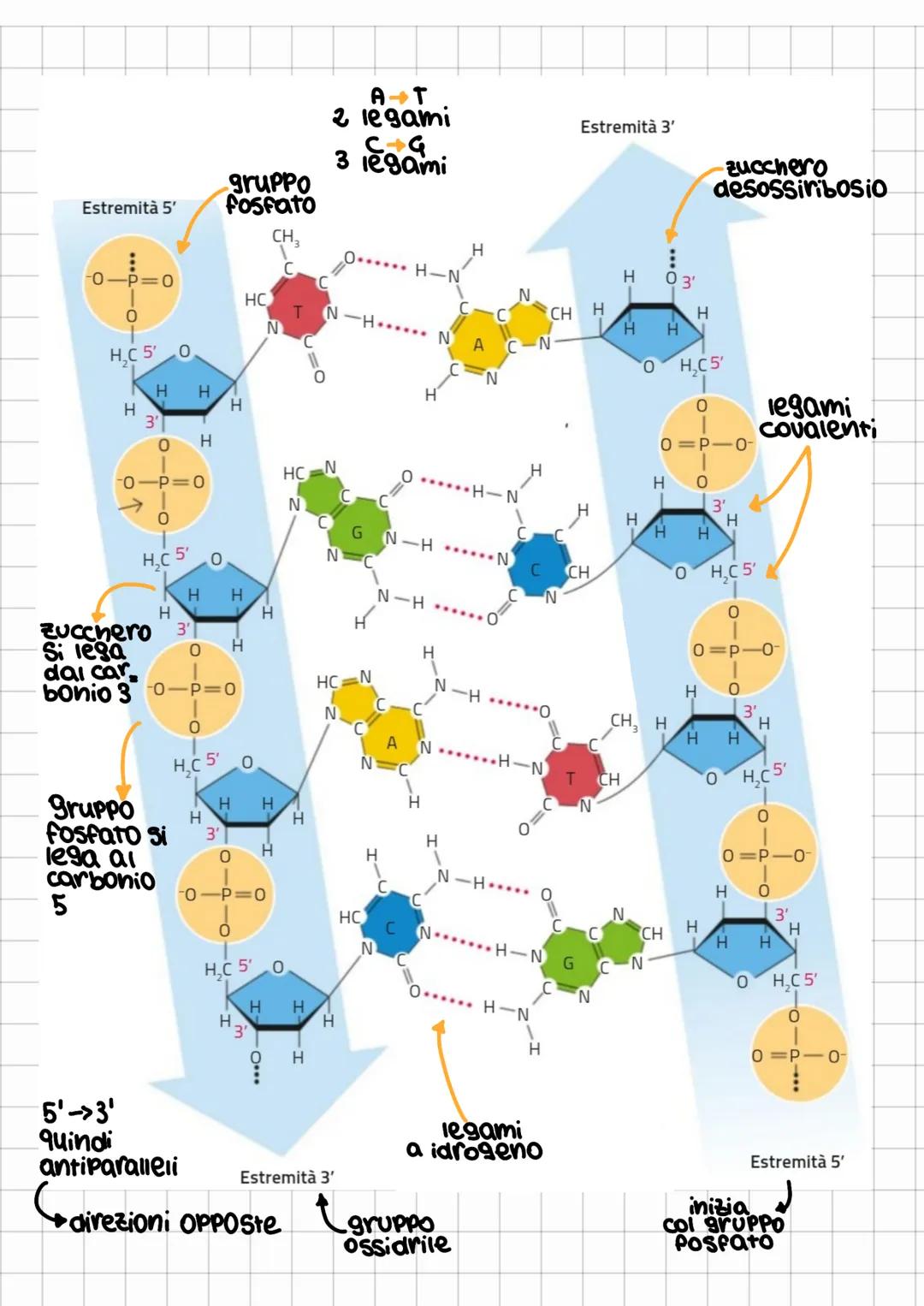 # la struttura del DNA

la struttura del DNA

fu Scoperta
grazie a

gli Studi di Fra-
nrlin e Wilkins
Sulla dispoSIZIO-
ne degli atomi

Char