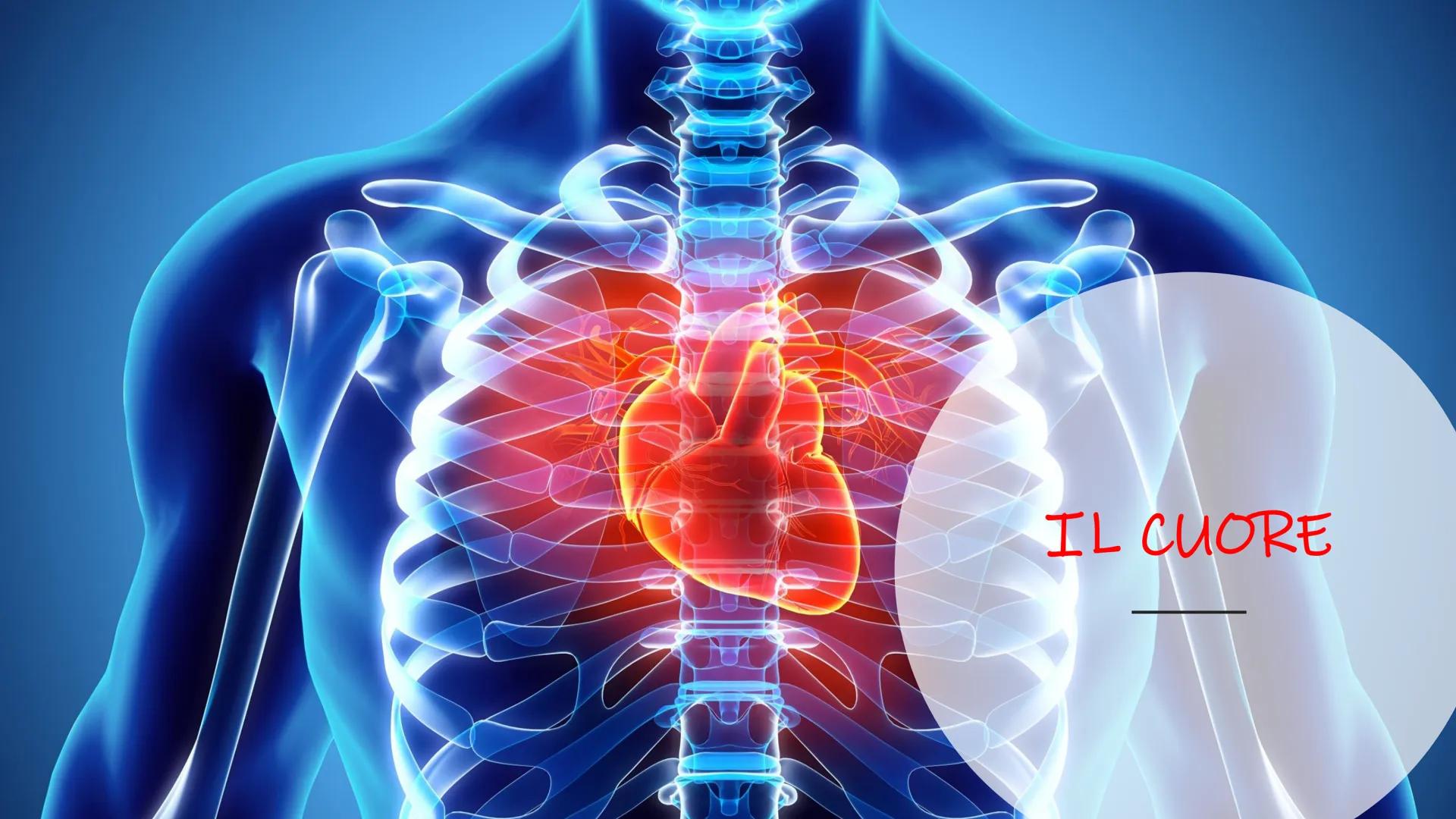 IL CUORE # Cos'è il cuore?

■ Il cuore è un organo muscolare cavo, striato ma involontario.

Π

Si trova nella cavità toracica davanti ai po