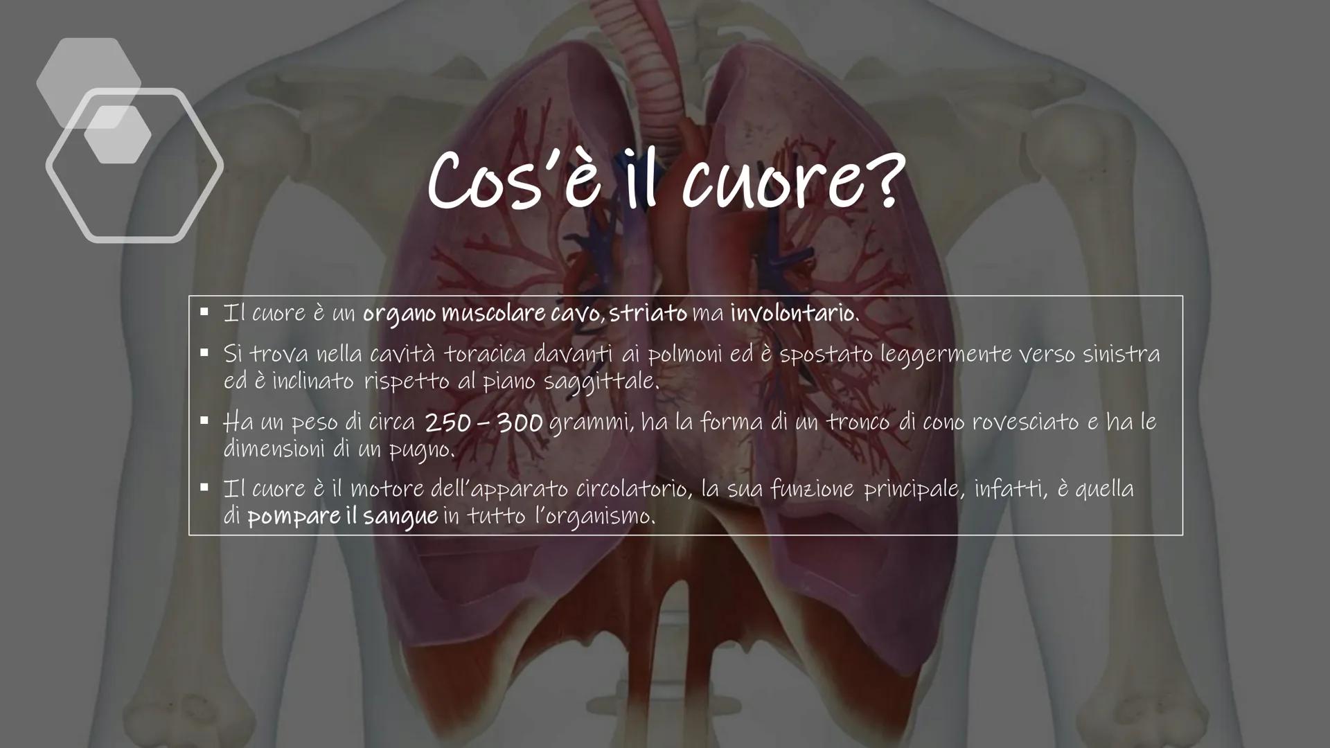 IL CUORE # Cos'è il cuore?

■ Il cuore è un organo muscolare cavo, striato ma involontario.

Π

Si trova nella cavità toracica davanti ai po