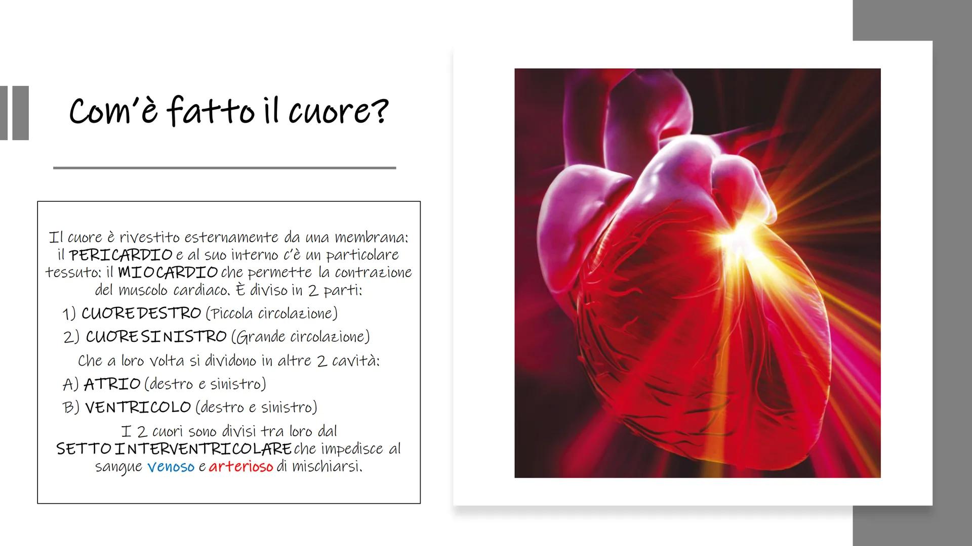 IL CUORE # Cos'è il cuore?

■ Il cuore è un organo muscolare cavo, striato ma involontario.

Π

Si trova nella cavità toracica davanti ai po