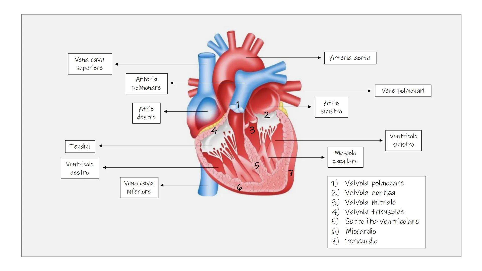 IL CUORE # Cos'è il cuore?

■ Il cuore è un organo muscolare cavo, striato ma involontario.

Π

Si trova nella cavità toracica davanti ai po