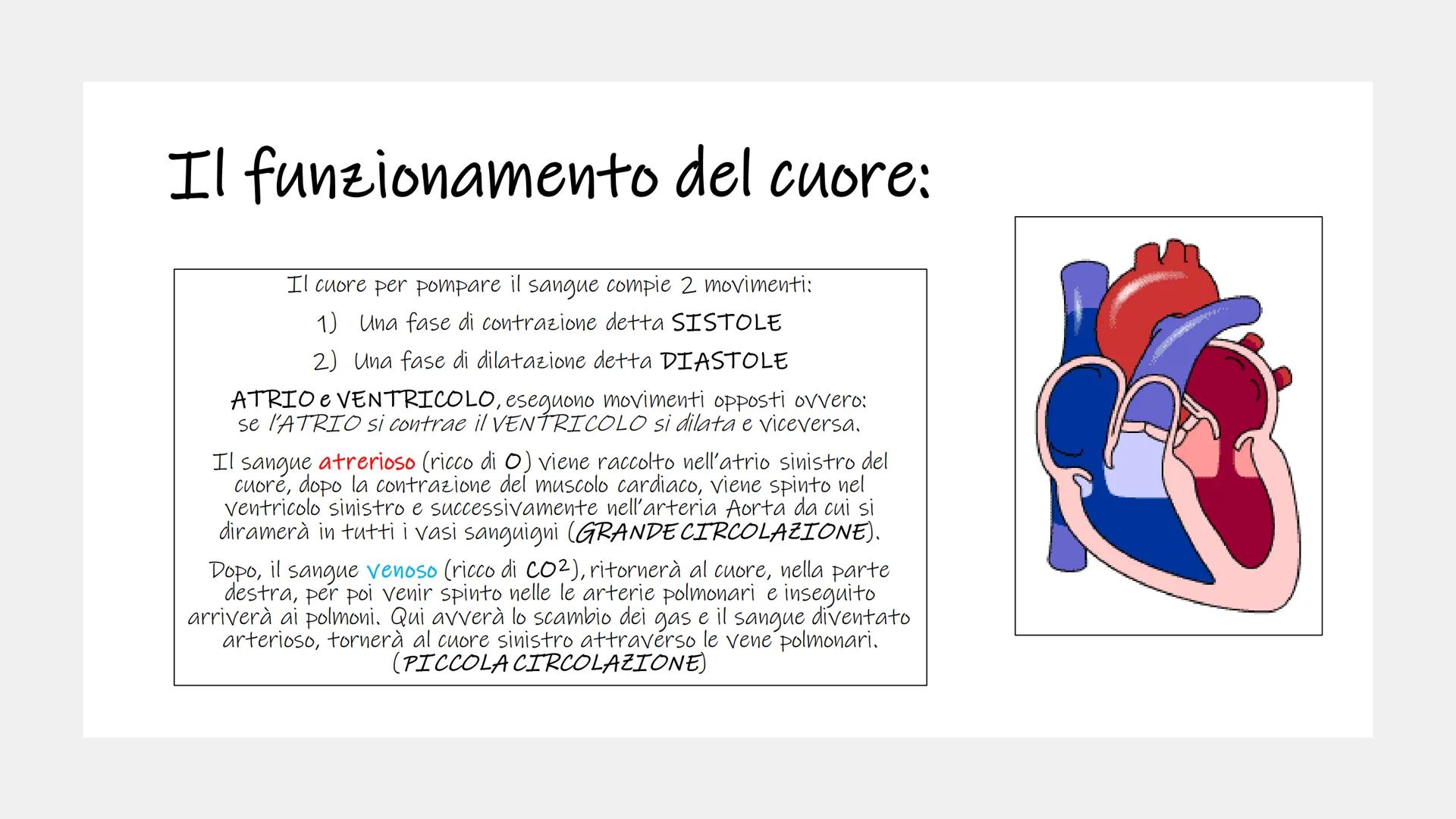 IL CUORE # Cos'è il cuore?

■ Il cuore è un organo muscolare cavo, striato ma involontario.

Π

Si trova nella cavità toracica davanti ai po
