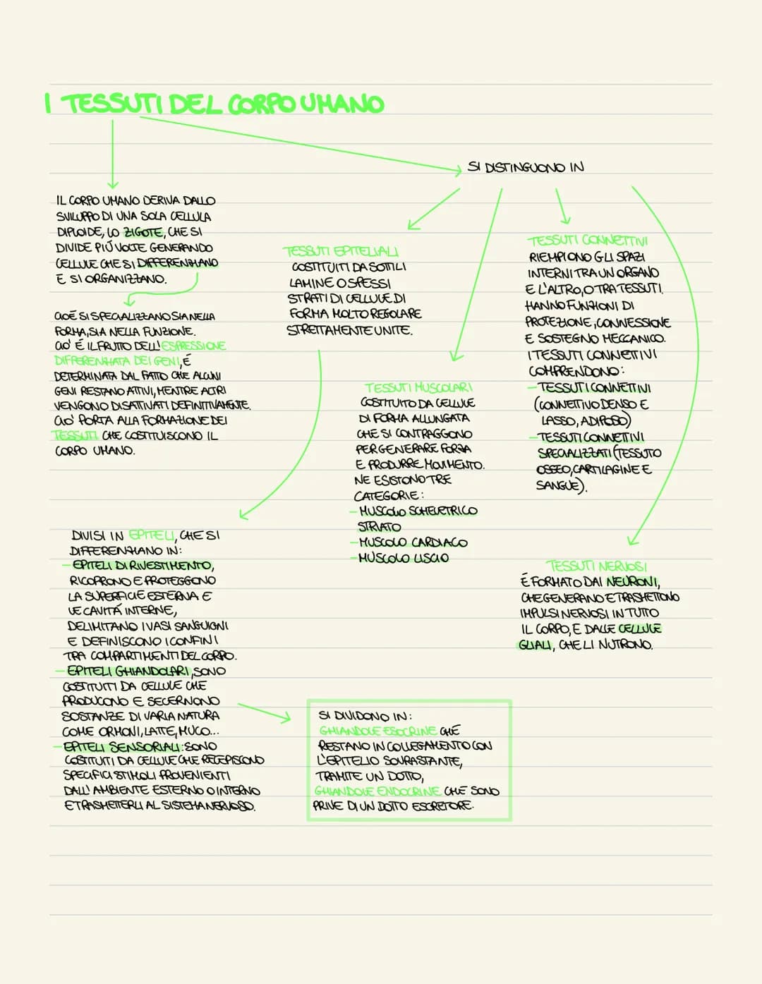I TESSUTI DEL CORPO UMANO
IL CORPO UMANO DERIVA DALLO
SVILUPPO DI UNA SOLA CELLULA
DIPLOIDE, LO ZIGOTE, CHE SI
DIVIDE PIÚ VOLTE GENERANDO
CE