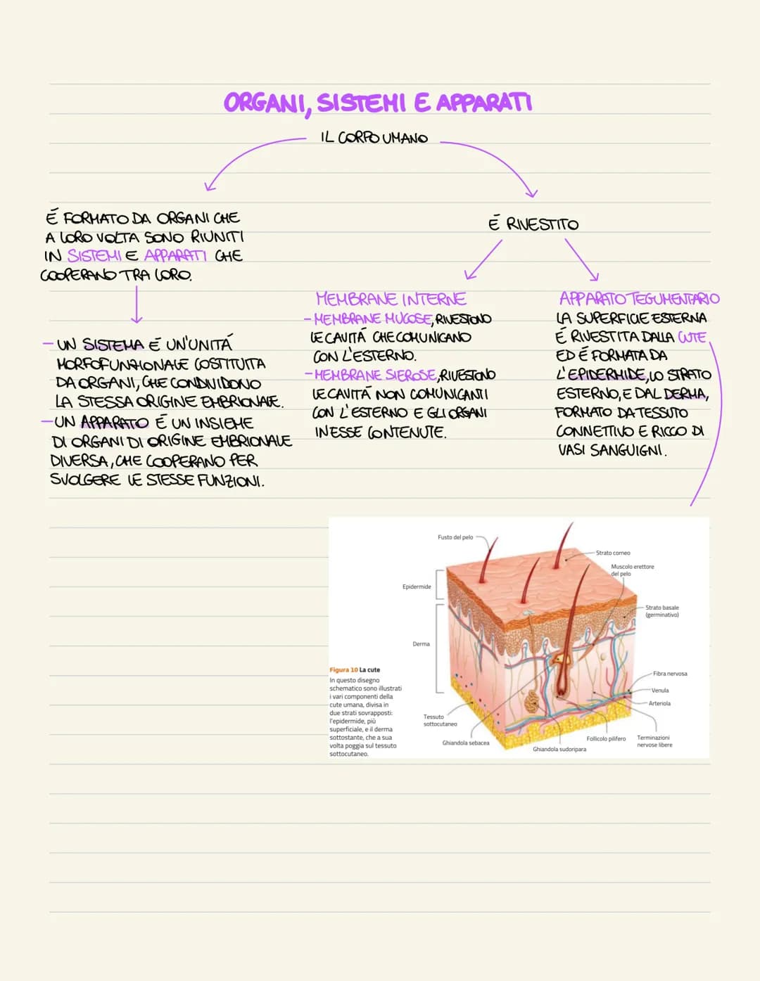I TESSUTI DEL CORPO UMANO
IL CORPO UMANO DERIVA DALLO
SVILUPPO DI UNA SOLA CELLULA
DIPLOIDE, LO ZIGOTE, CHE SI
DIVIDE PIÚ VOLTE GENERANDO
CE