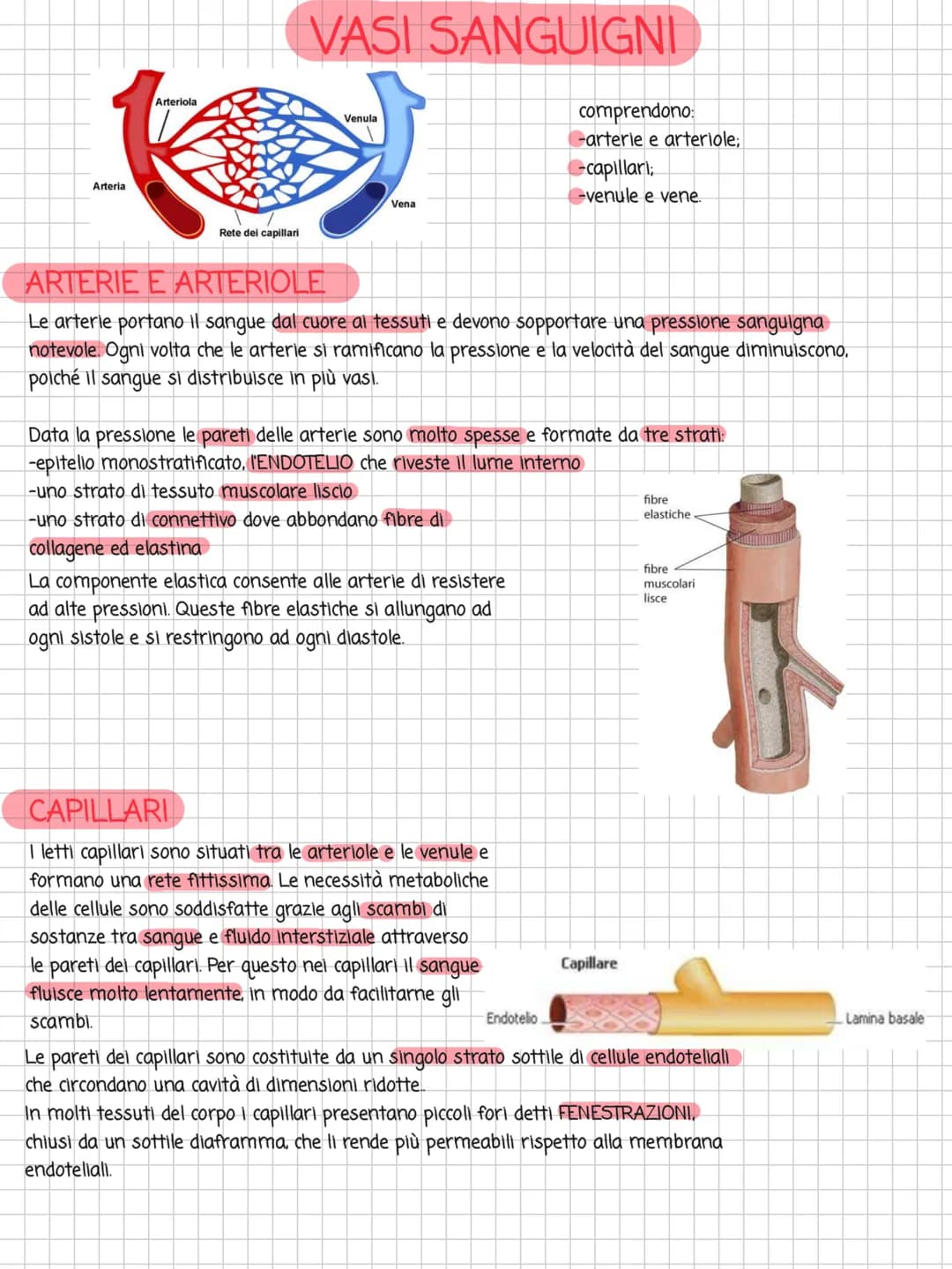 Arteria
Arteriola
Rete dei capillari
VASI SANGUIGNI
Venula
Vena
ARTERIE E ARTERIOLE
Le arterie portano il sangue dal cuore al tessuti e devo