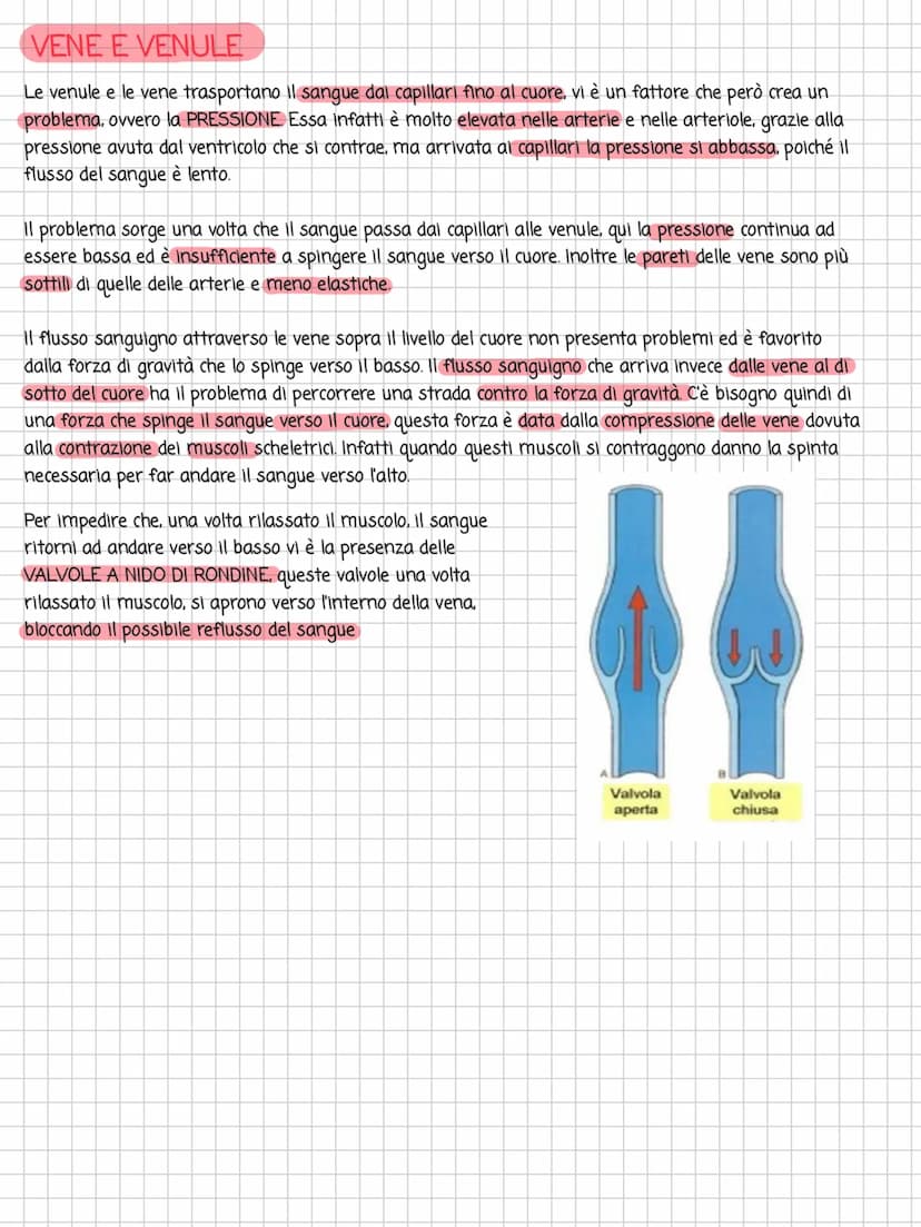 Arteria
Arteriola
Rete dei capillari
VASI SANGUIGNI
Venula
Vena
ARTERIE E ARTERIOLE
Le arterie portano il sangue dal cuore al tessuti e devo