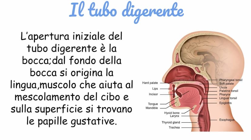 Apparato digerente
Ha il compito di elaborare,ingerire e
assorbire il cibo attraverso la
digestione.
L'apparato digerente è costituito da:
T