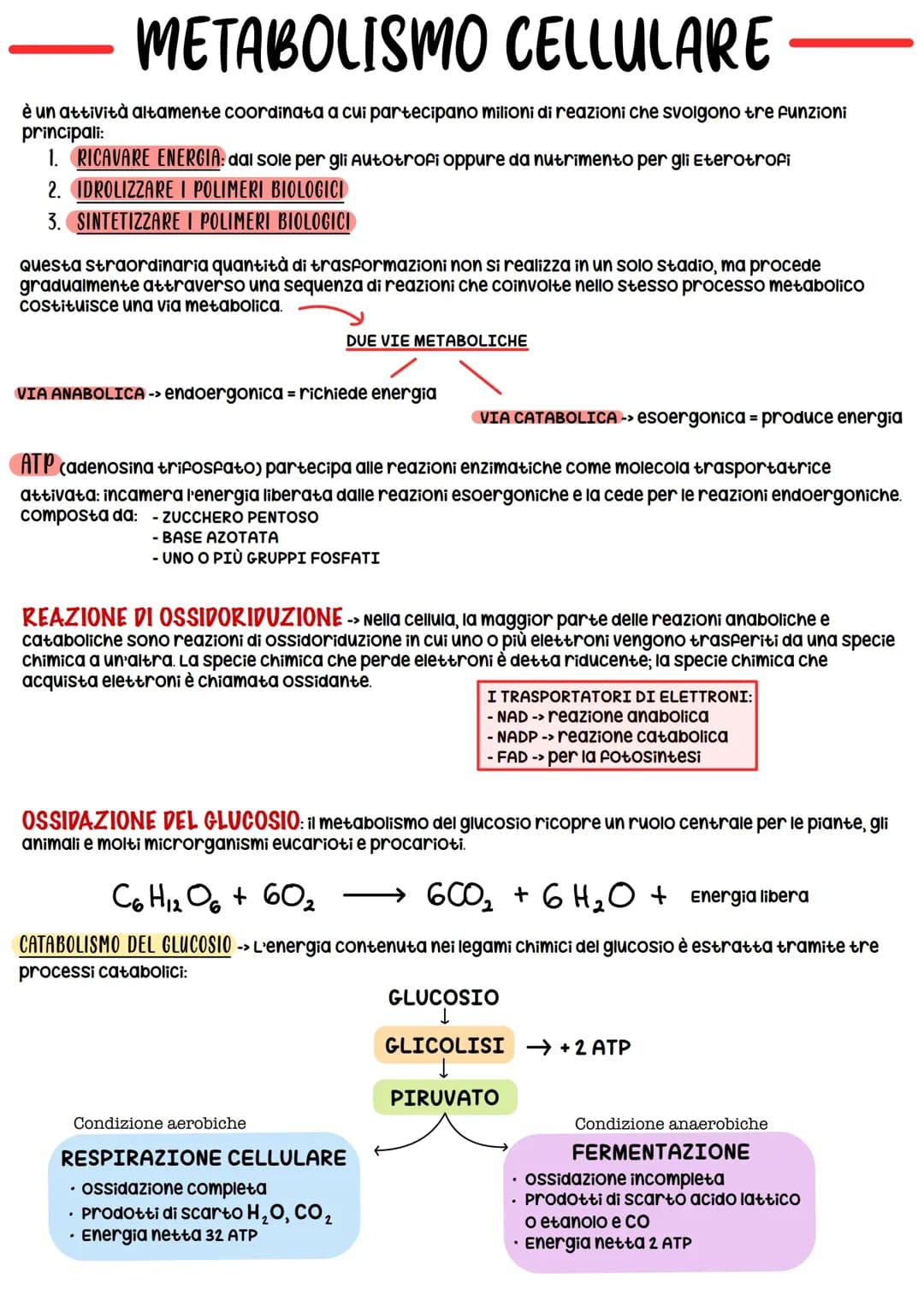 METABOLISMO CELLULARE 