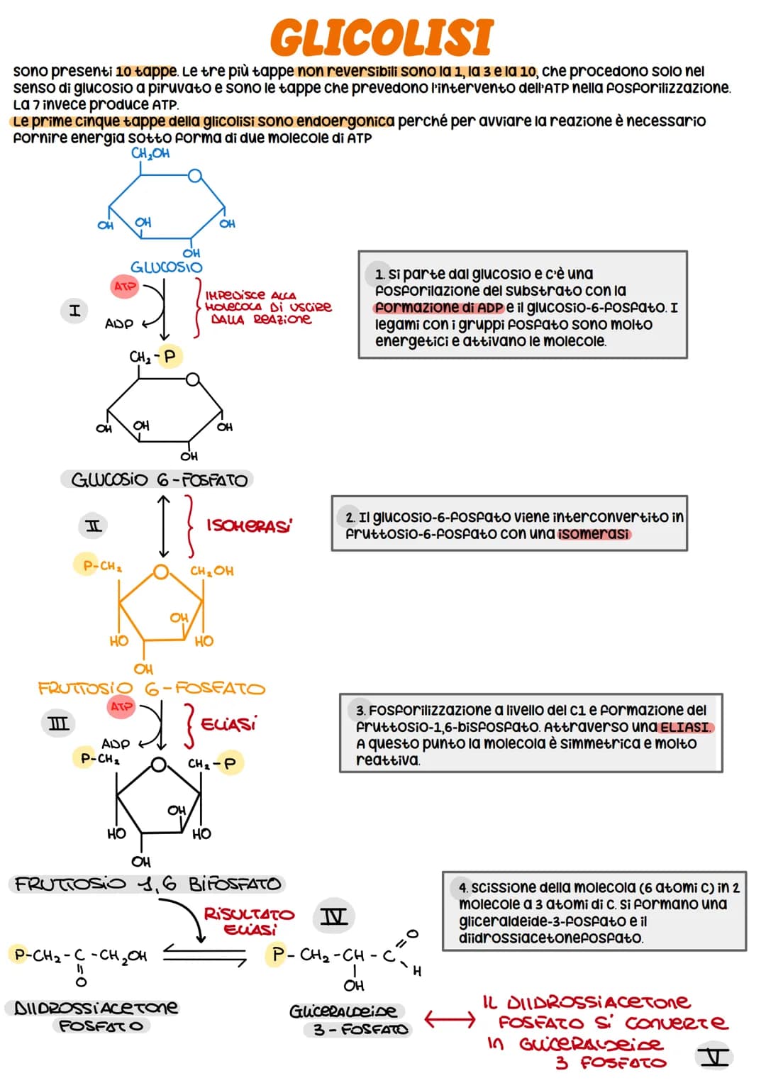METABOLISMO CELLULARE
è un attività altamente coordinata a cui partecipano milioni di reazioni che svolgono tre funzioni
principali:
1. RICA