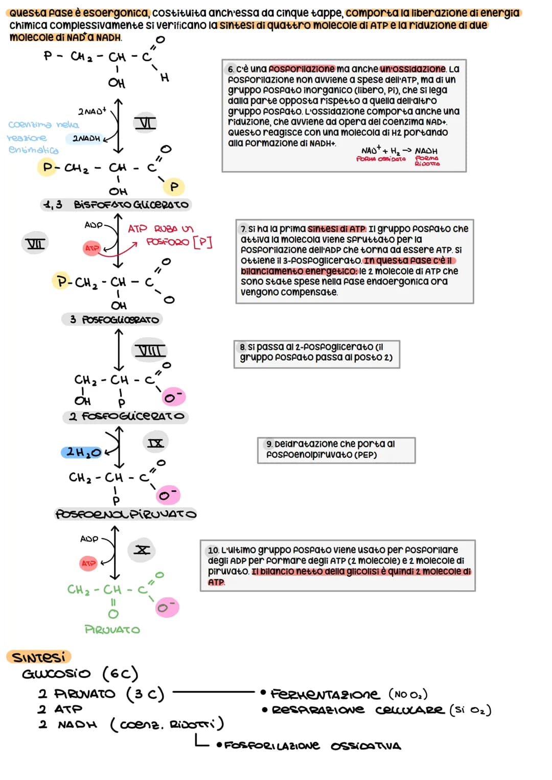 METABOLISMO CELLULARE
è un attività altamente coordinata a cui partecipano milioni di reazioni che svolgono tre funzioni
principali:
1. RICA