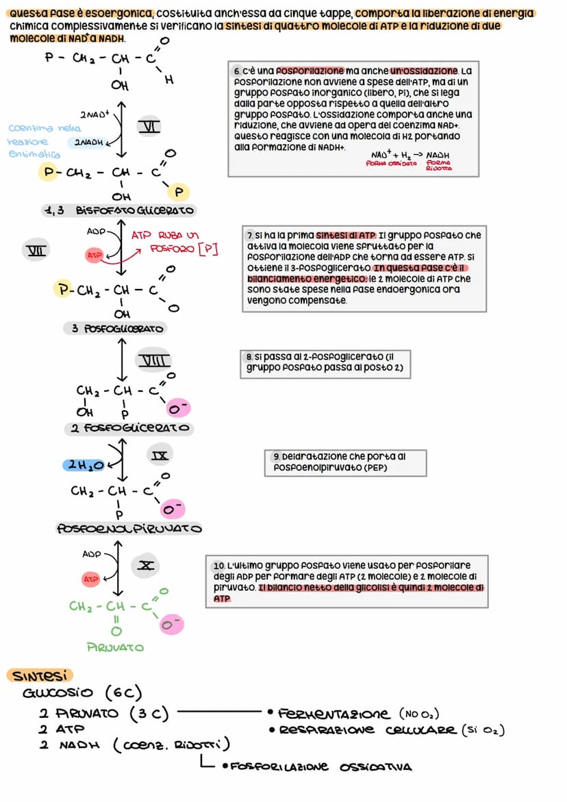 METABOLISMO CELLULARE
è un attività altamente coordinata a cui partecipano milioni di reazioni che svolgono tre funzioni
principali:
1. RICA