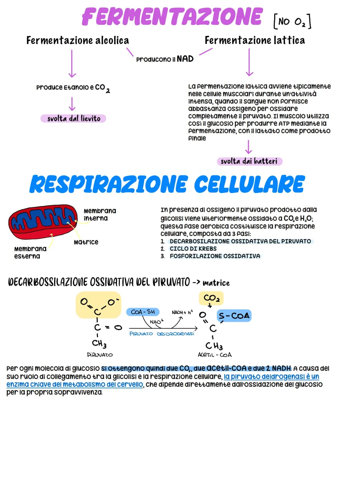 METABOLISMO CELLULARE
è un attività altamente coordinata a cui partecipano milioni di reazioni che svolgono tre funzioni
principali:
1. RICA