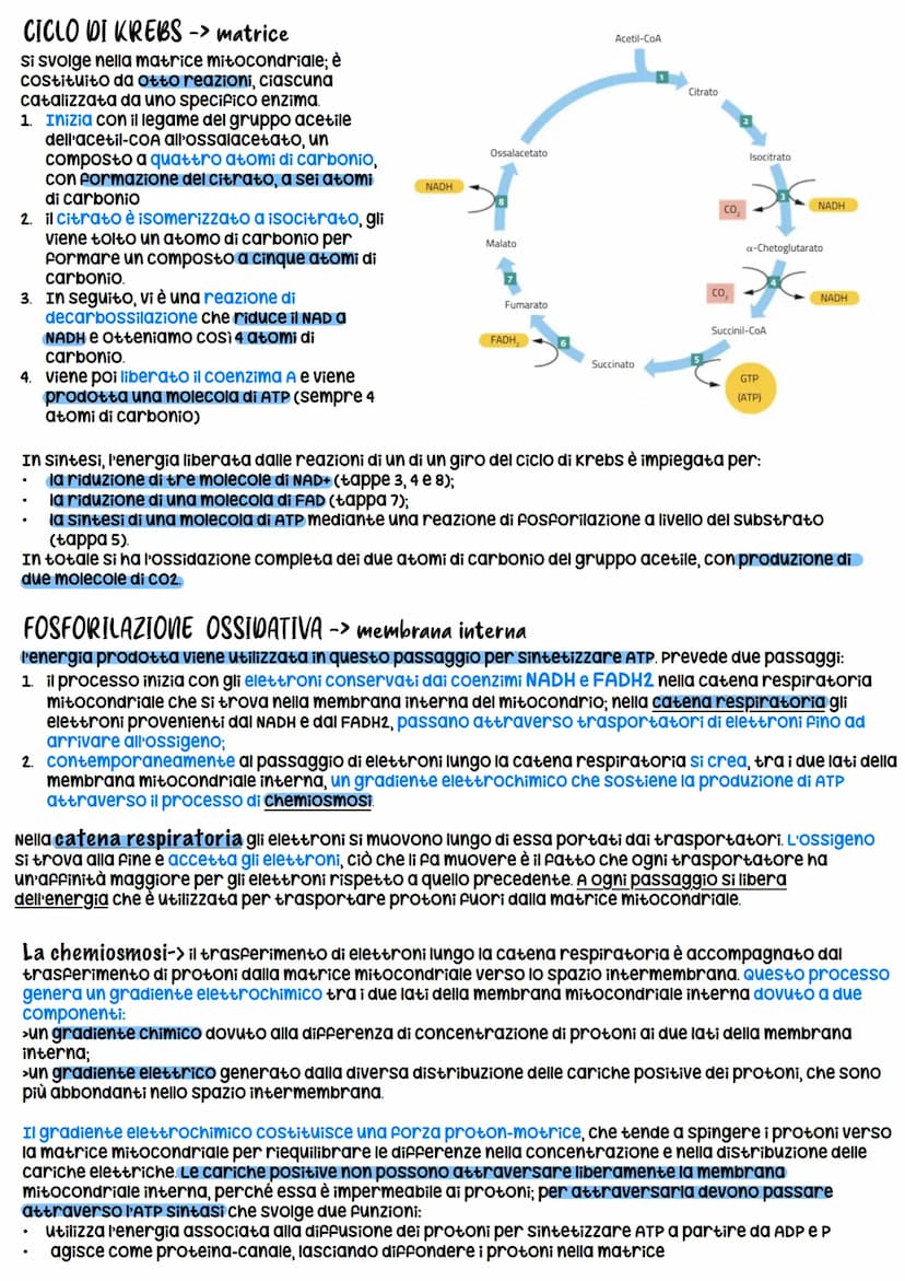 METABOLISMO CELLULARE
è un attività altamente coordinata a cui partecipano milioni di reazioni che svolgono tre funzioni
principali:
1. RICA