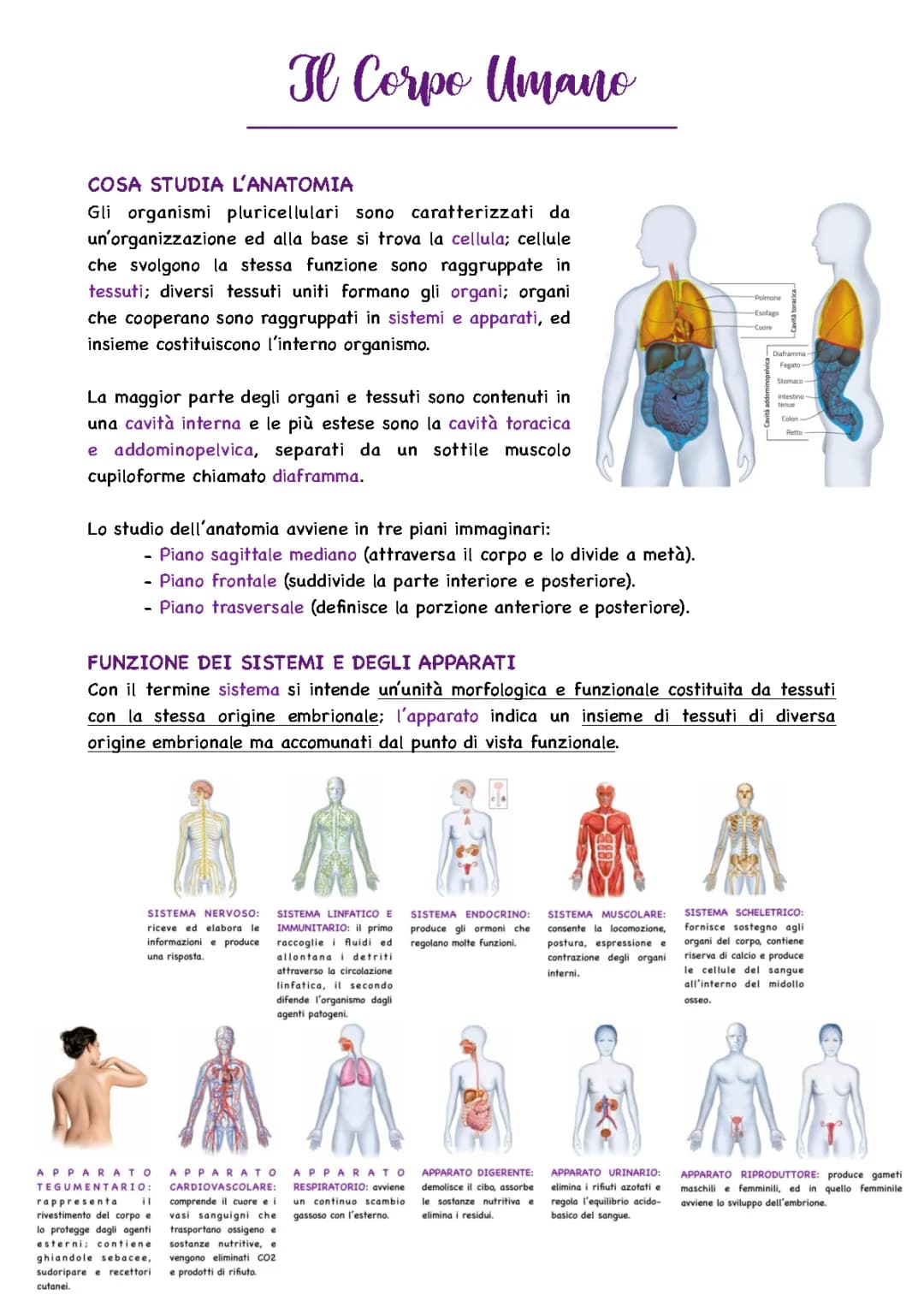 L’organizzazione del corpo umano  