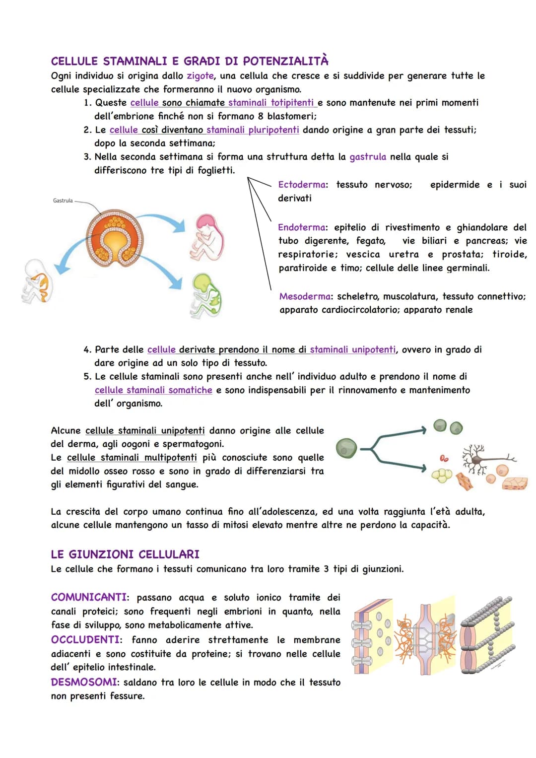 Il Corpo Umano
COSA STUDIA L'ANATOMIA
Gli organismi pluricellulari sono caratterizzati da
un'organizzazione ed alla base si trova la cellula