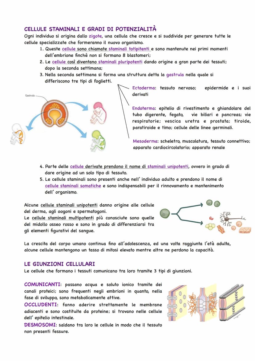 Il Corpo Umano
COSA STUDIA L'ANATOMIA
Gli organismi pluricellulari sono caratterizzati da
un'organizzazione ed alla base si trova la cellula